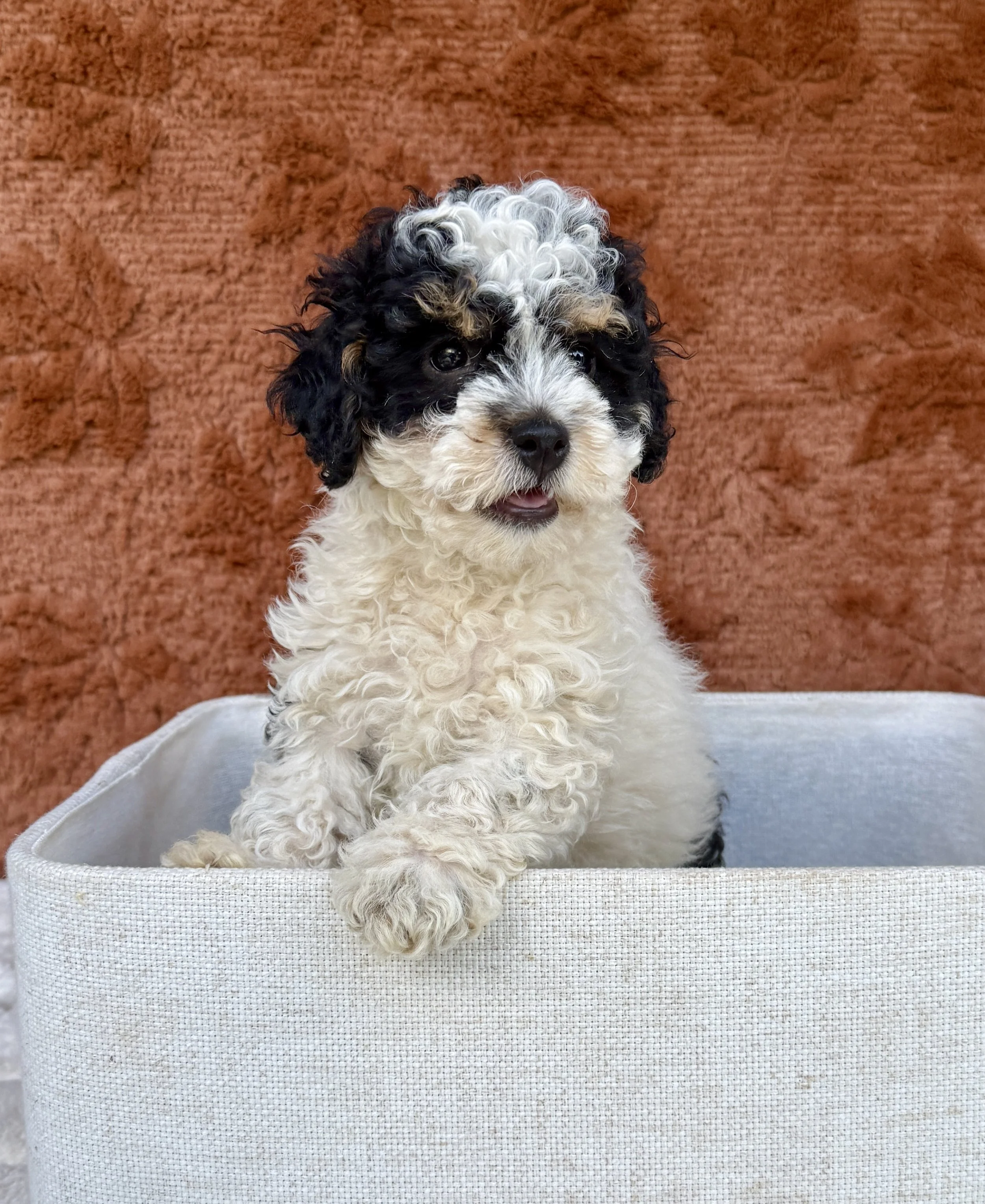 Jackson- Cavapoo Male