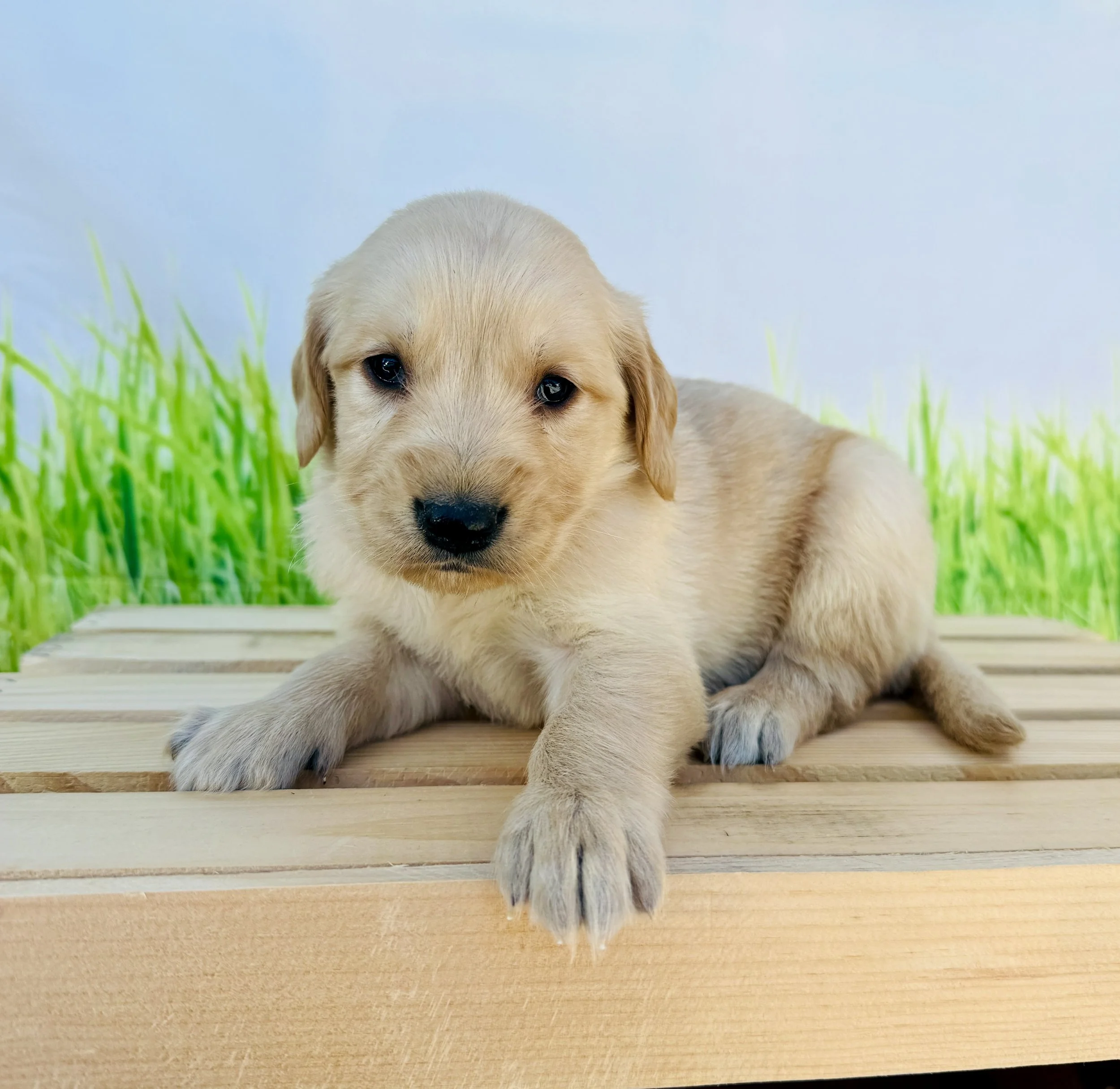 Lilly- Golden Retriever Female