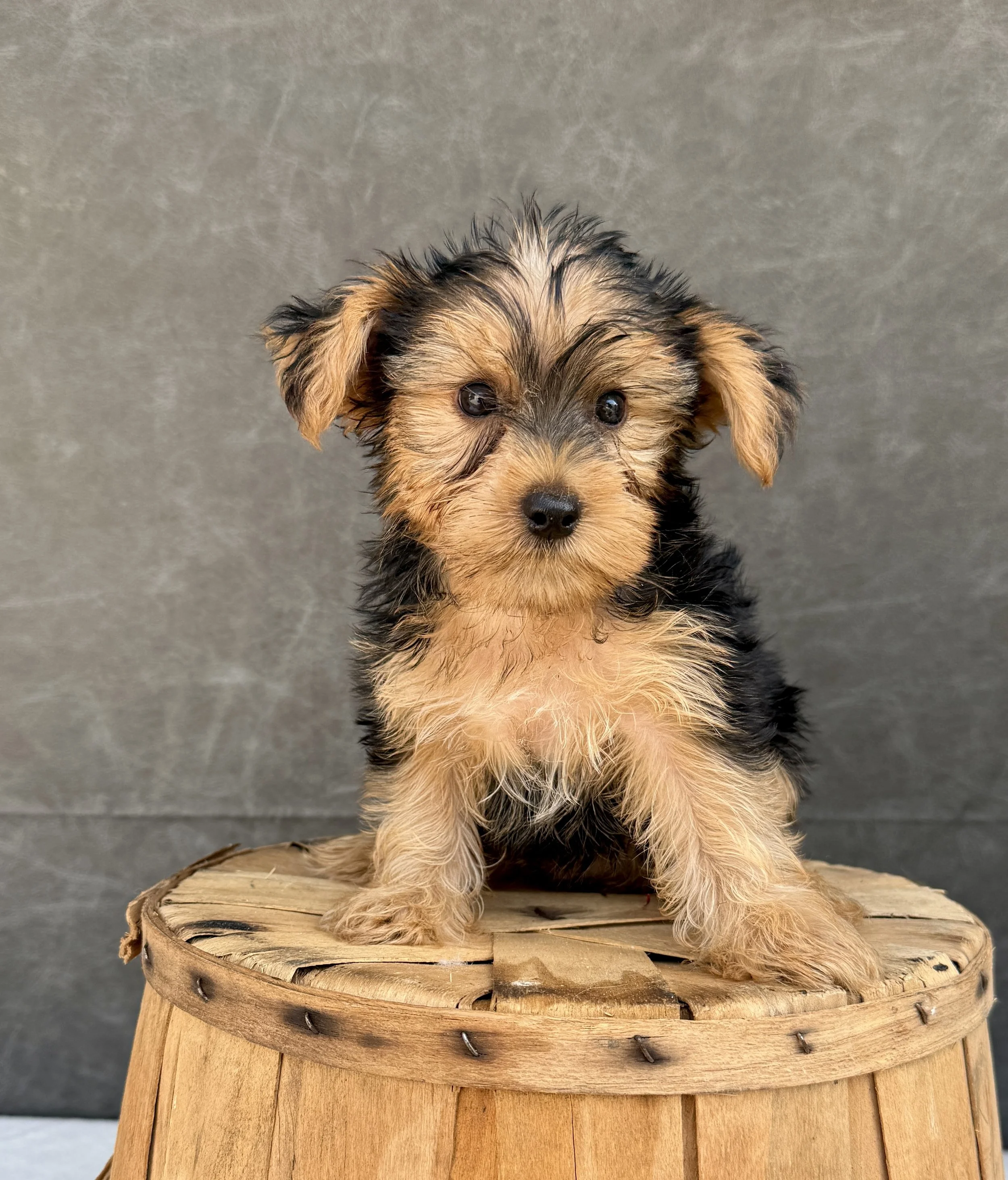 Charley-Yorkie Male