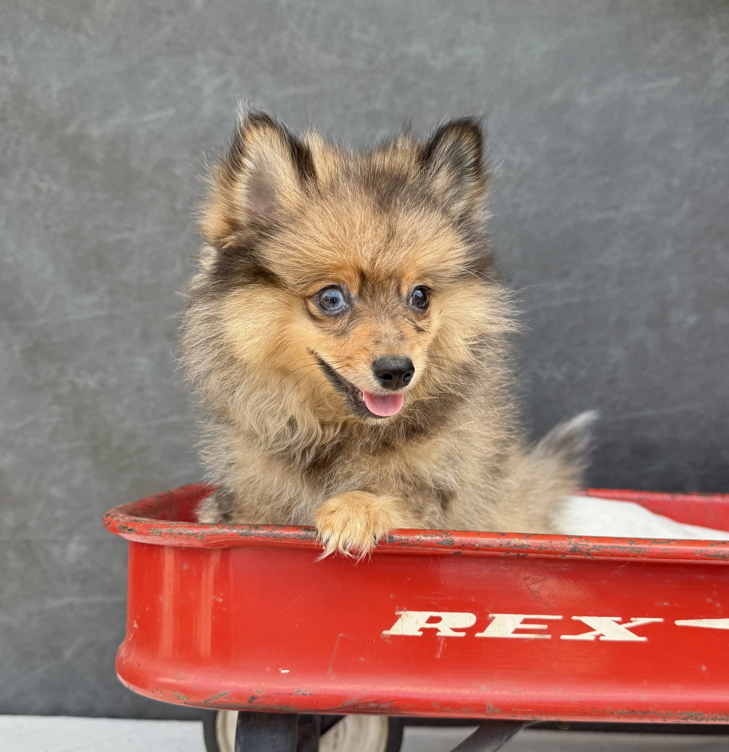 Jackson- Pomeranian Male