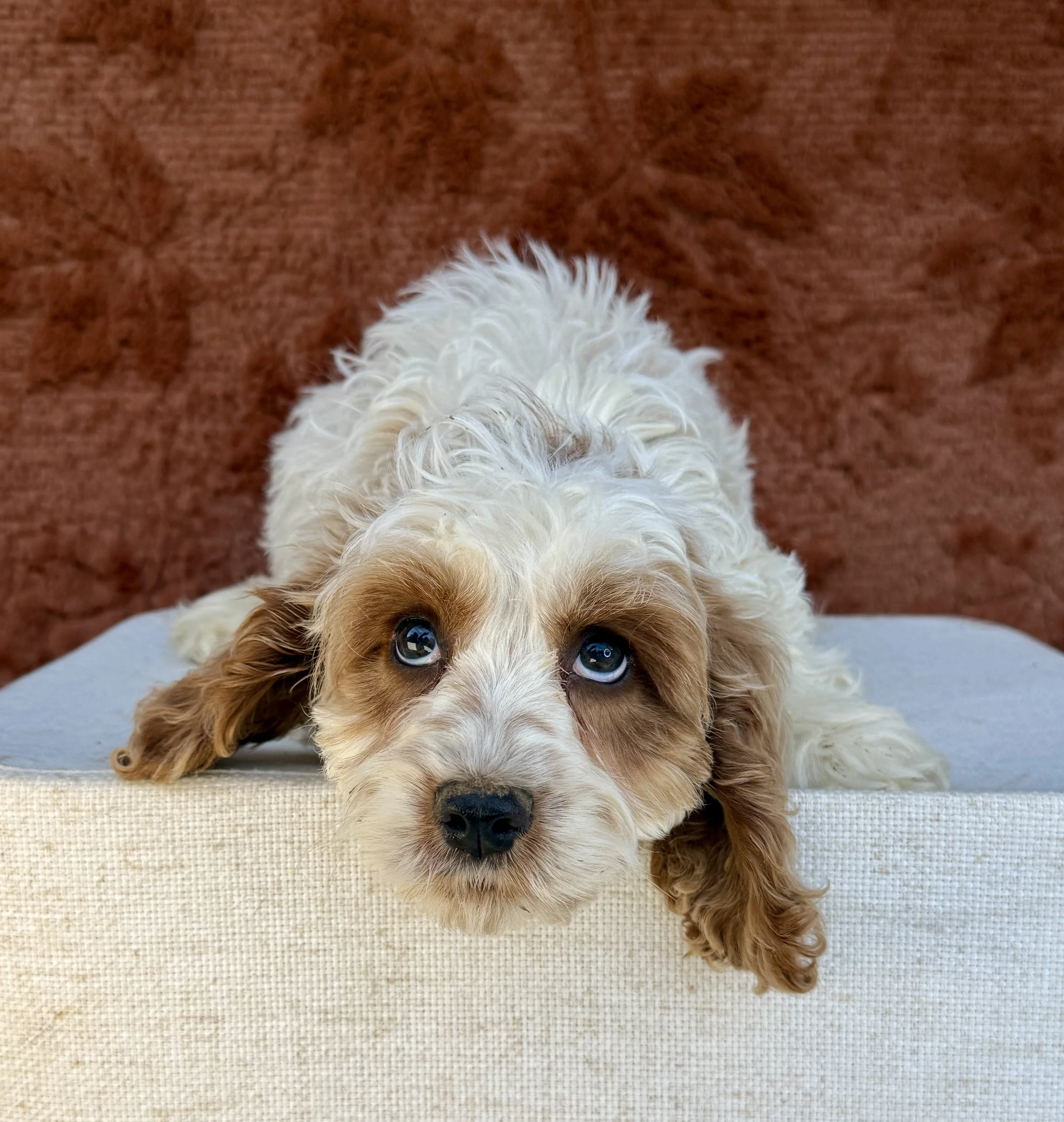 Wallace- Cockapoo Male