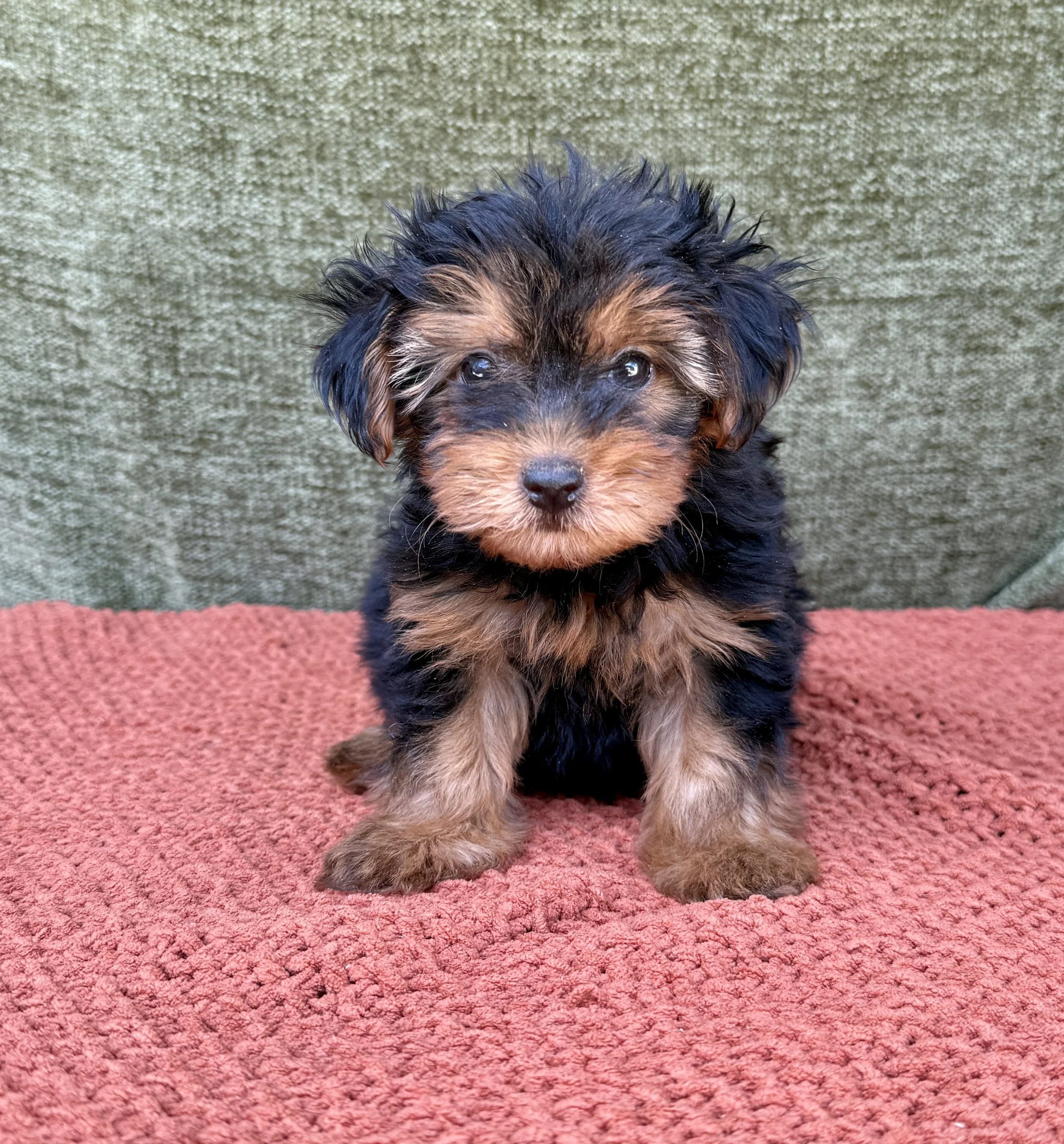 Kylie- Yorkipoo Female
