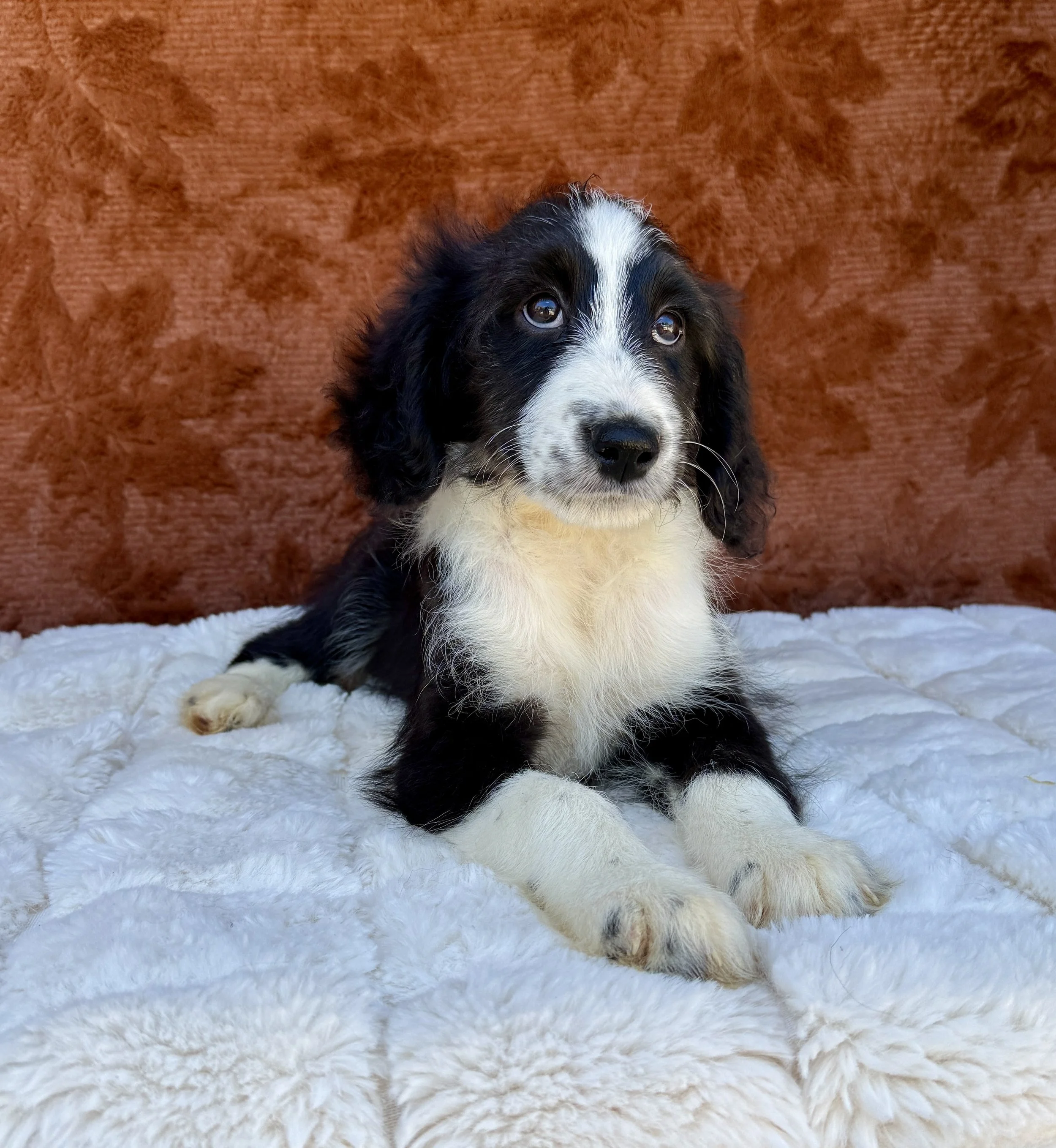 Kylie- F1 Aussiedoodle Female
