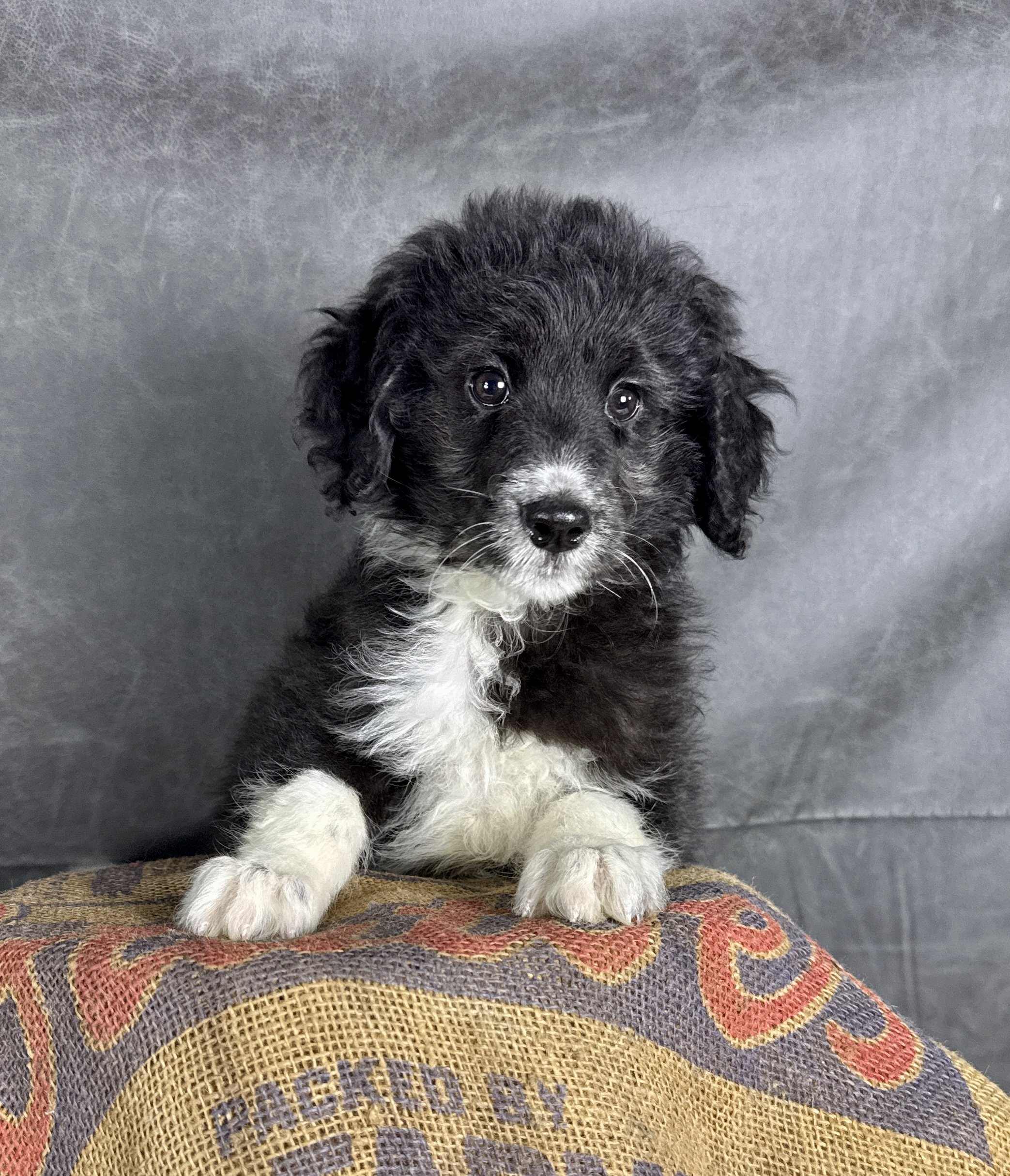 Ozzy- Aussiedoodle Male