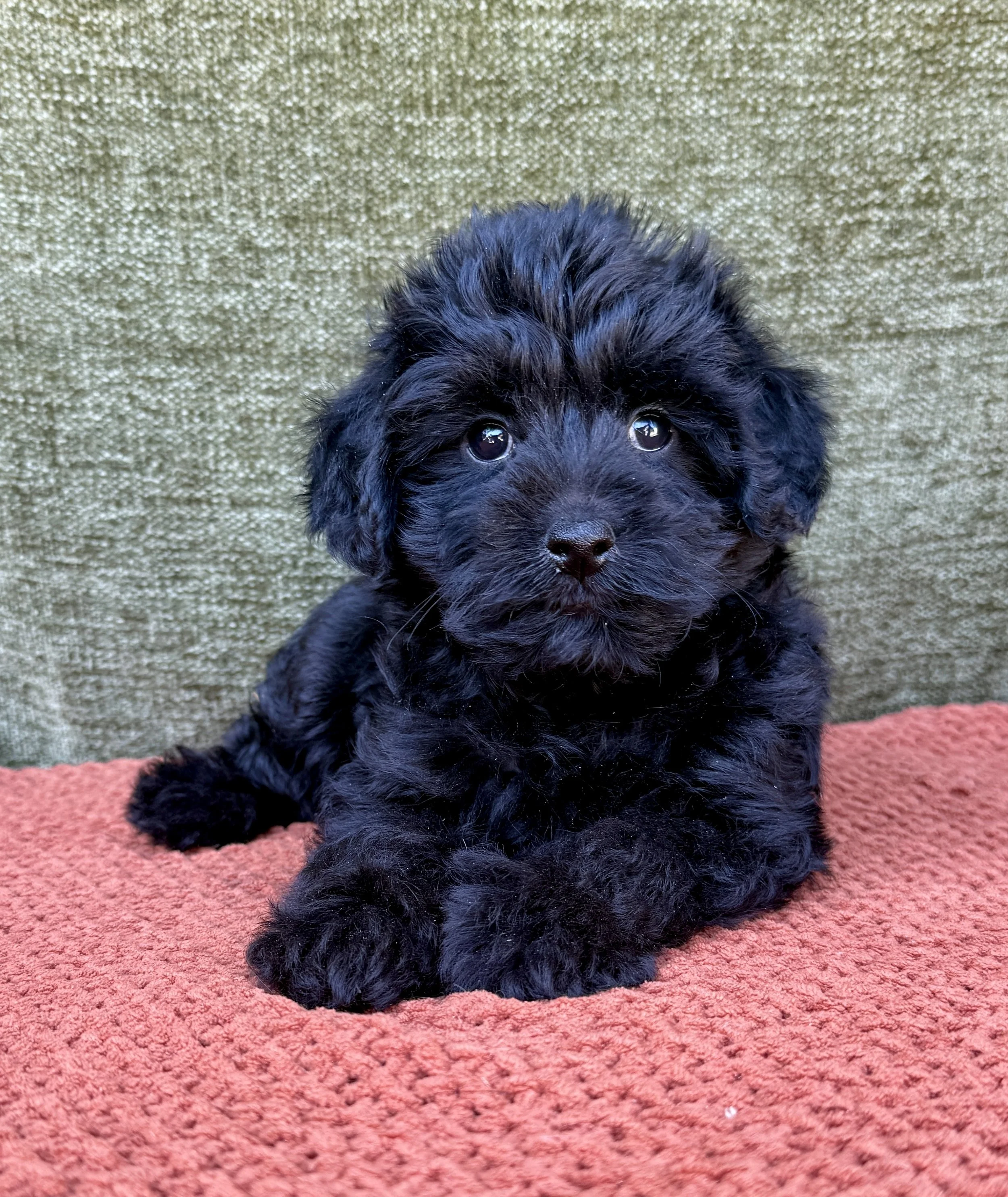 Regal- Yorkipoo Male