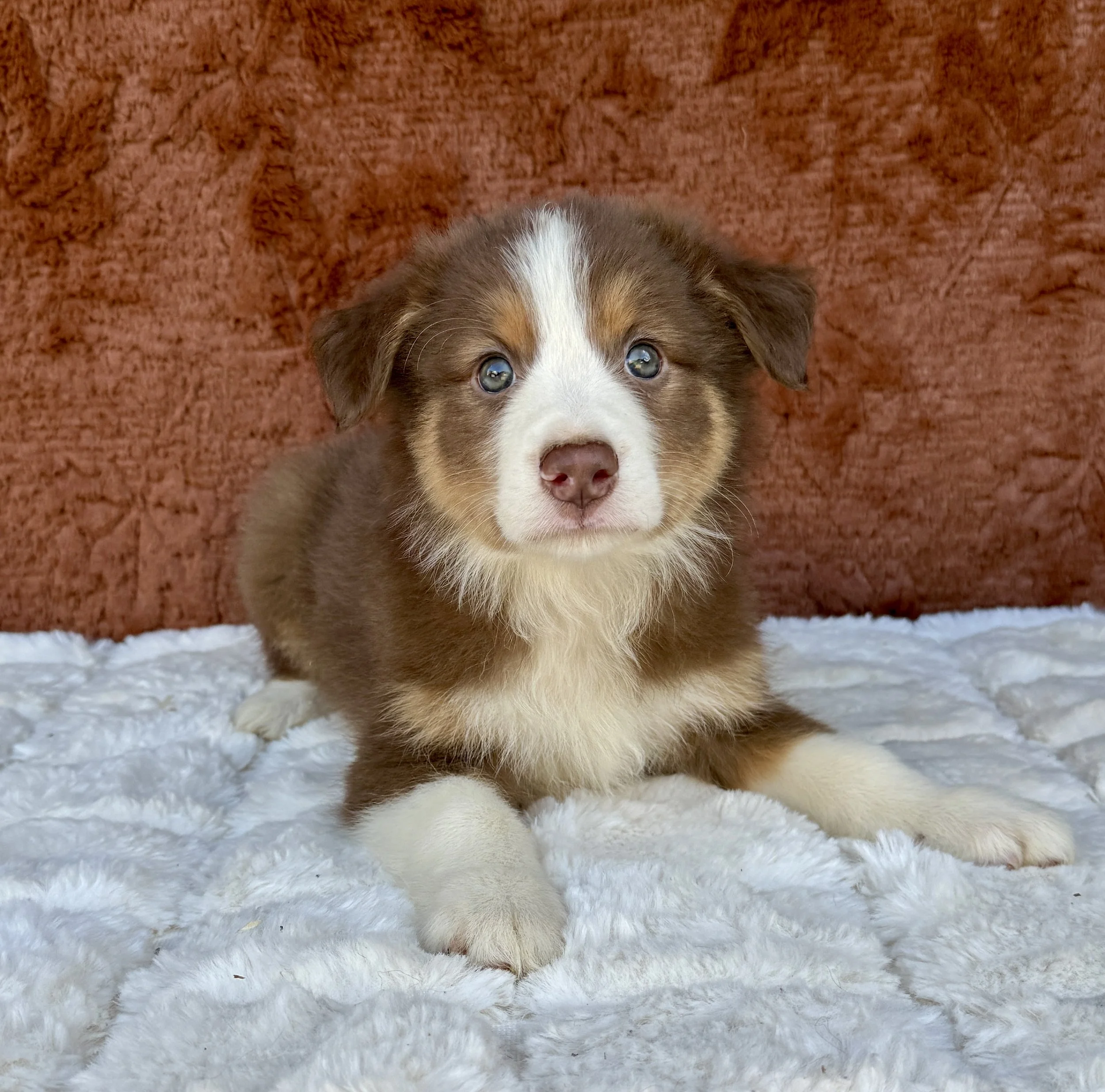 Ruby- Australian Shepherd Female
