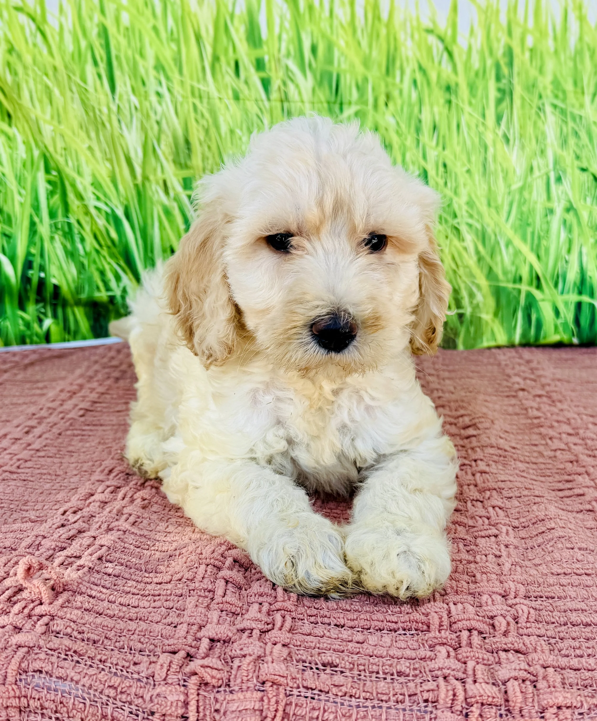 Dolly- Labradoodle Female- F1B