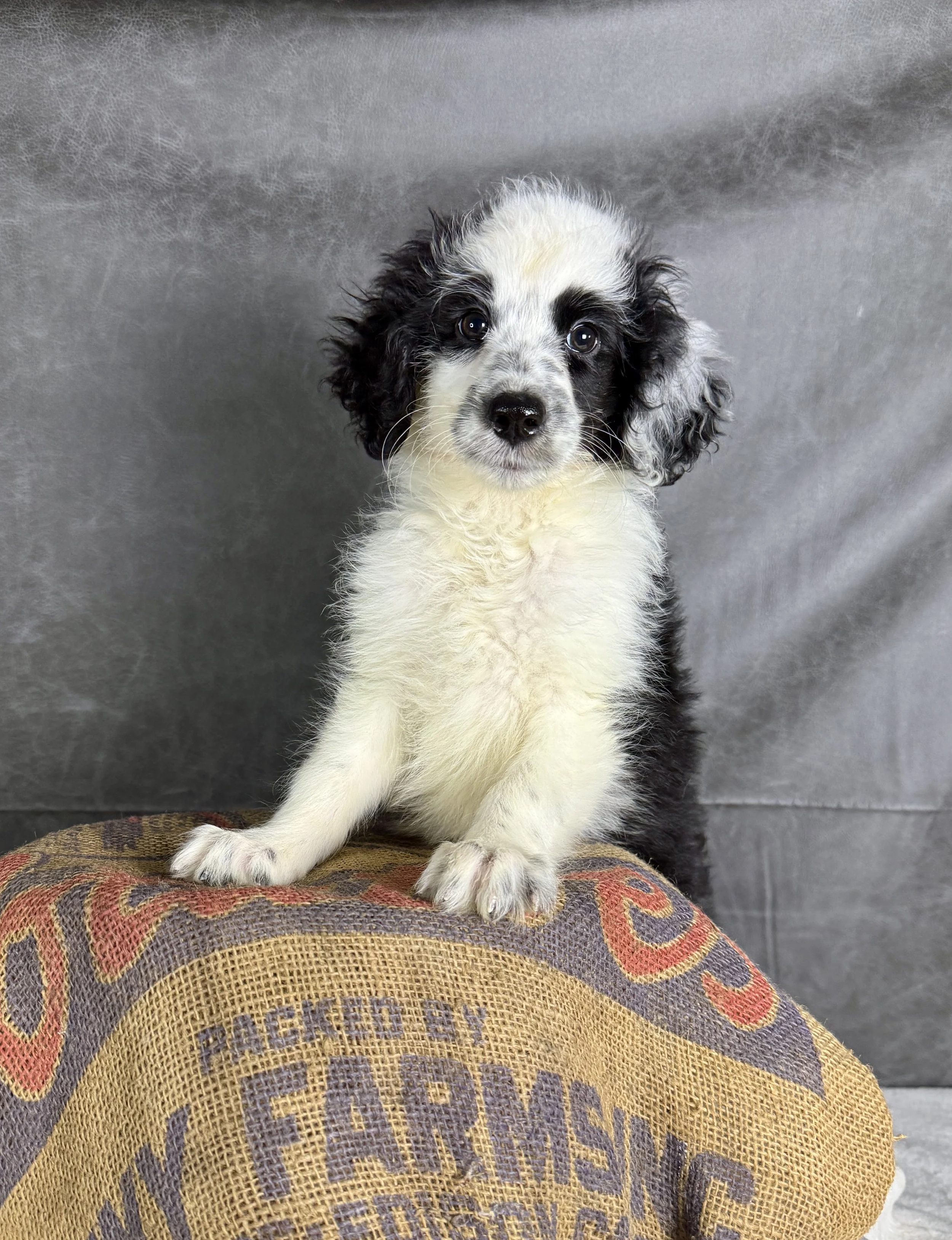 Izzy- Aussiedoodle Female