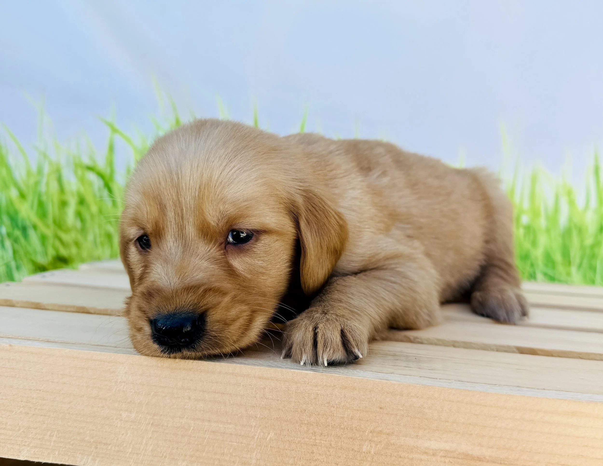 Daisy- Golden Retriever Female