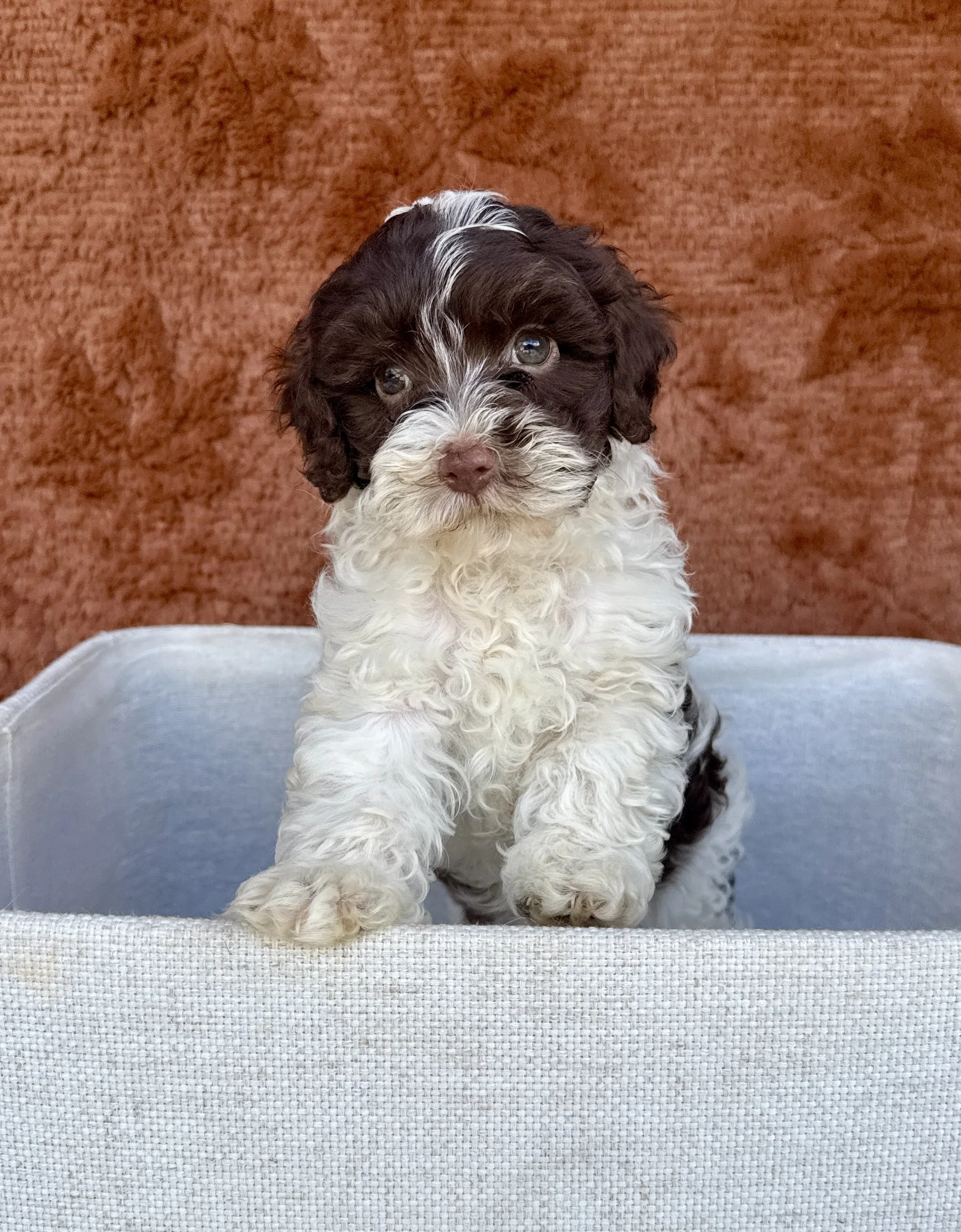 Sebastian- Cavapoo Male