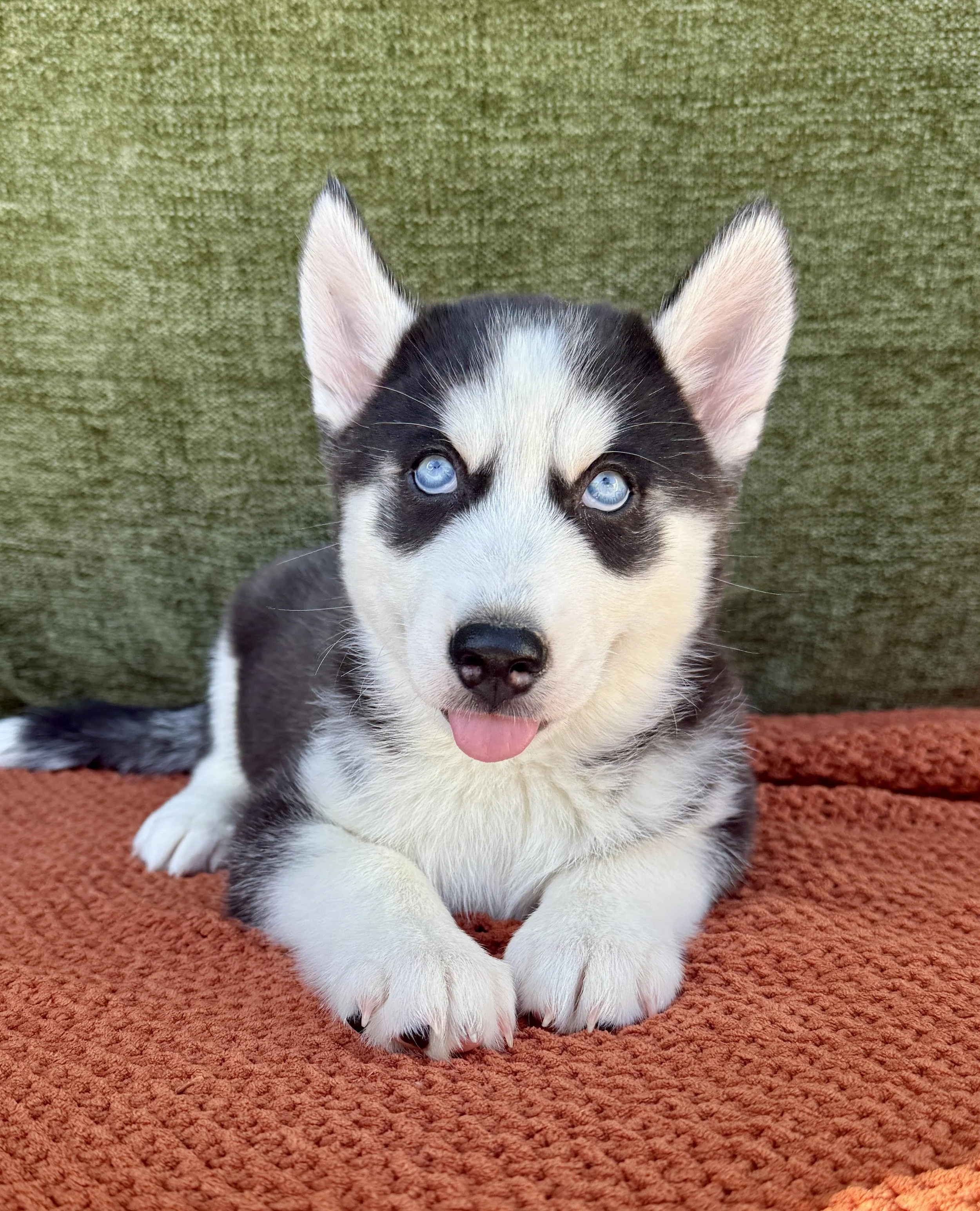 Hudson-Husky Male