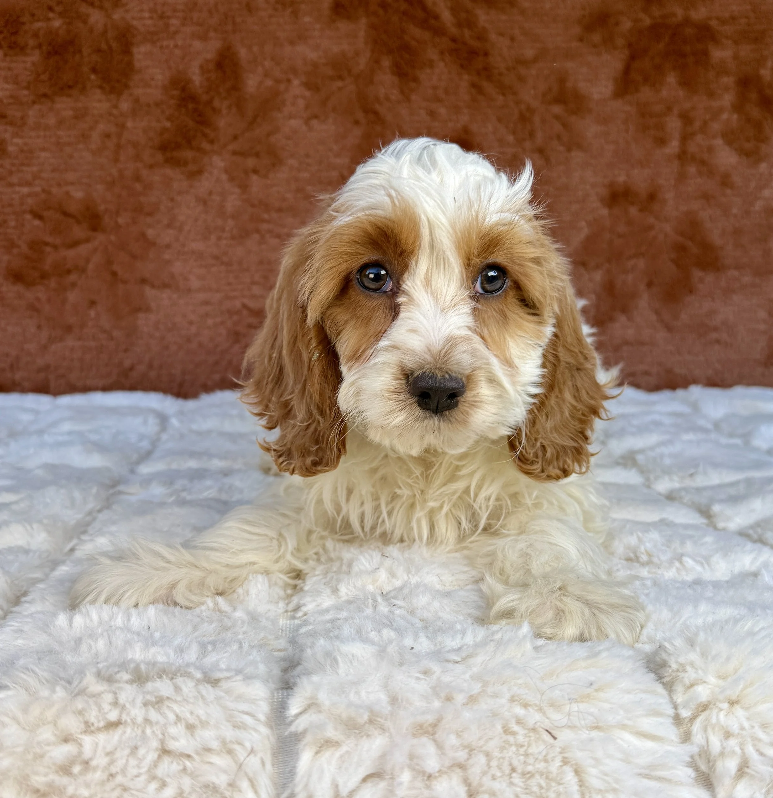 Brandy - Cockapoo Female