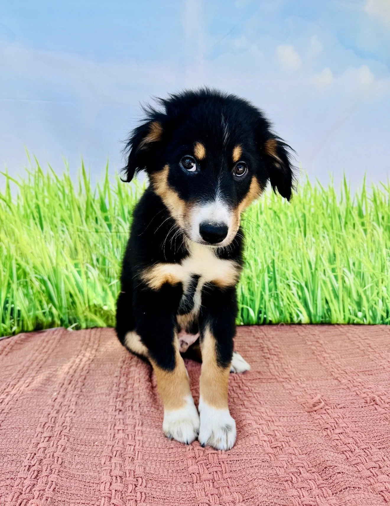 Oliver- Australian Shepherd Male