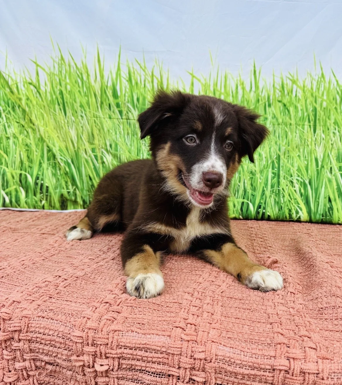 Ruby-Australian Shepherd Female