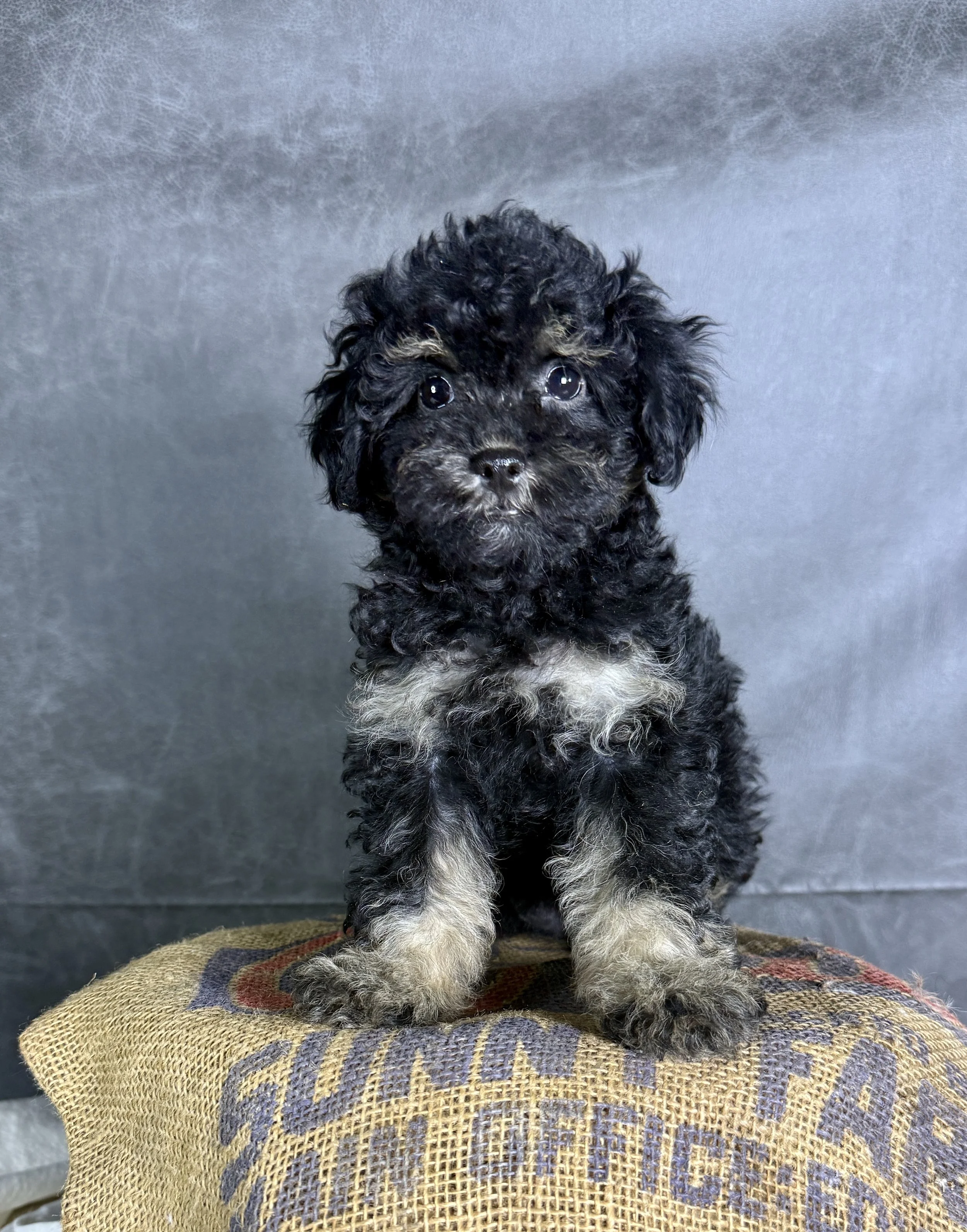 Delilah- Cavapoo Female