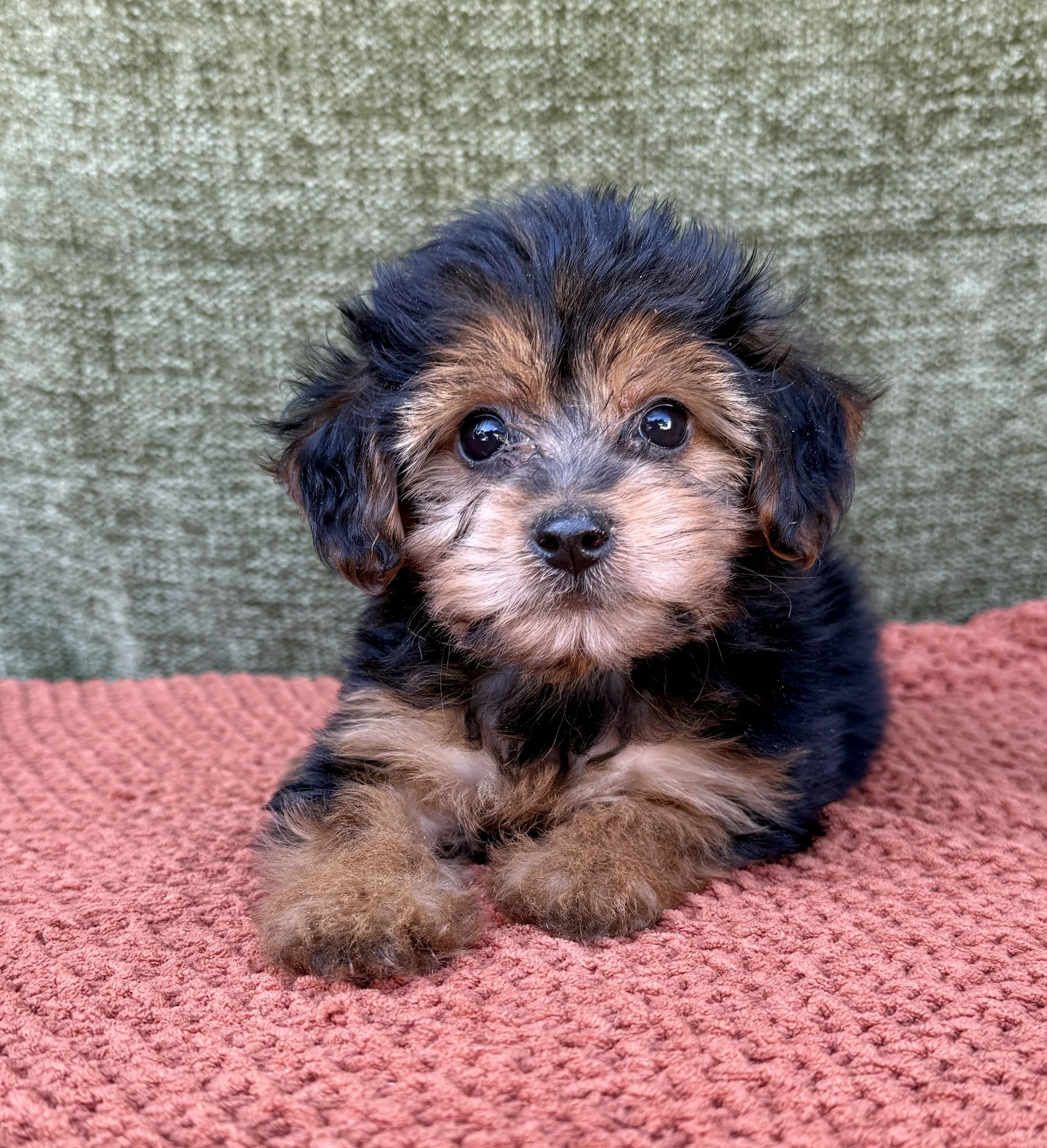Jasmine- Yorkipoo Female