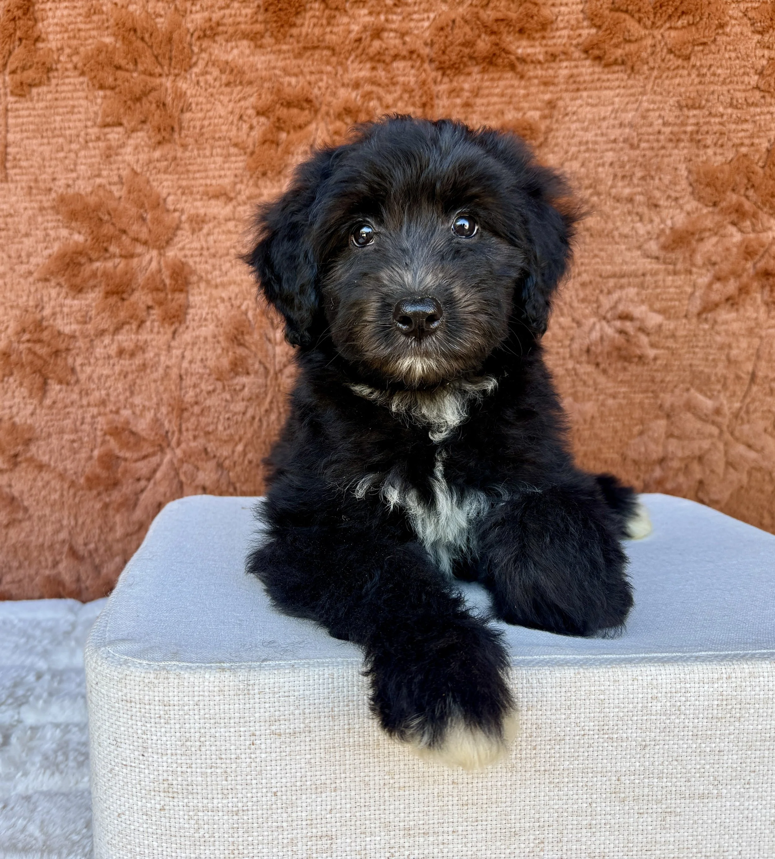 Bonnie- F1 Aussiedoodle Female