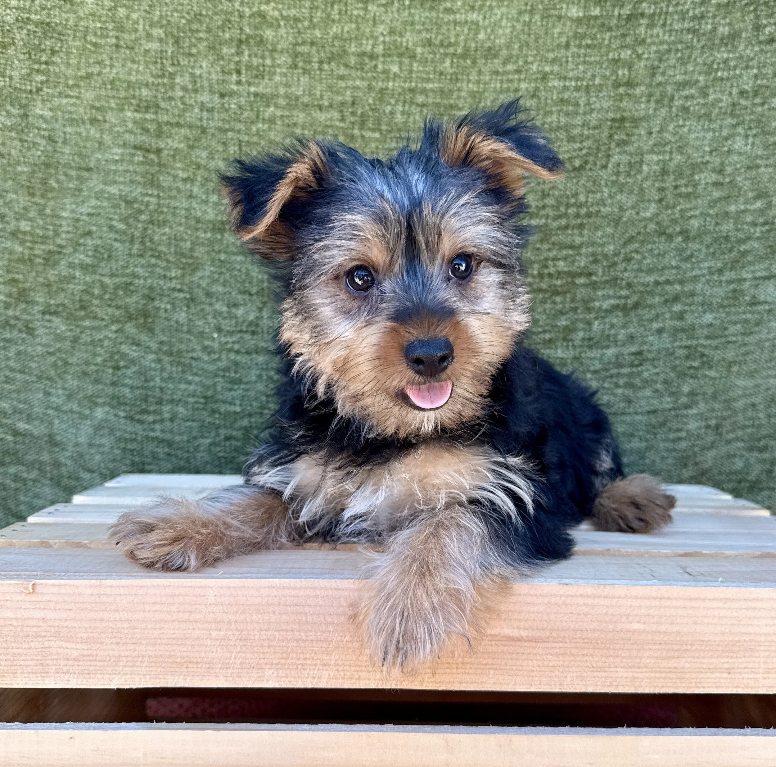 Molly- Yorkie Female