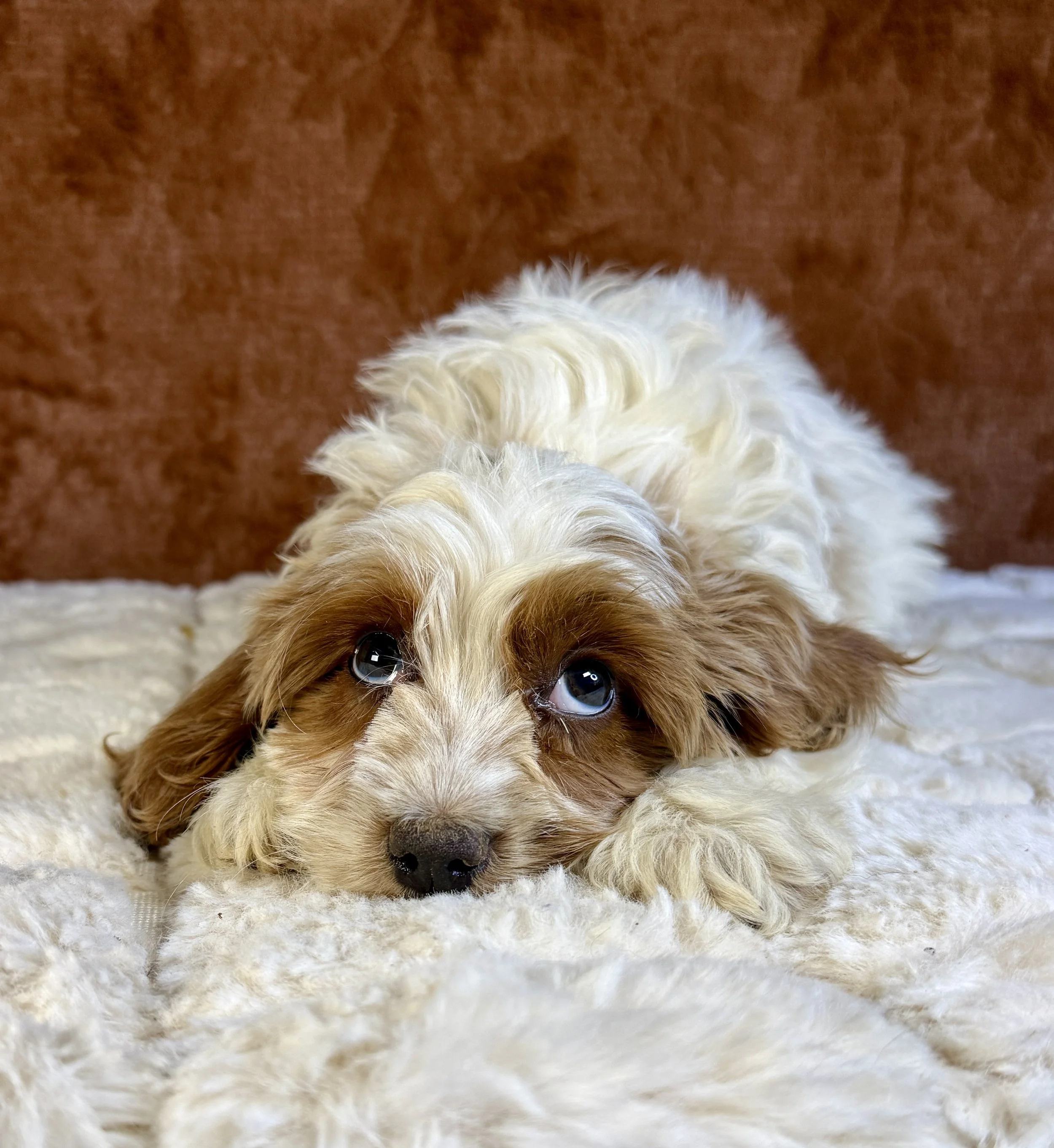 Bonnie- Cockapoo Female