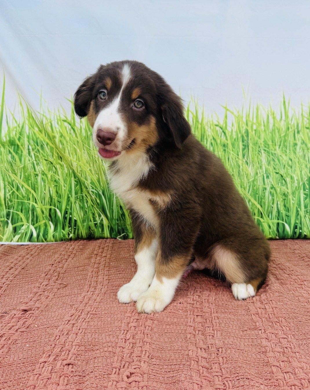 Skipper- Australian Shepherd Male