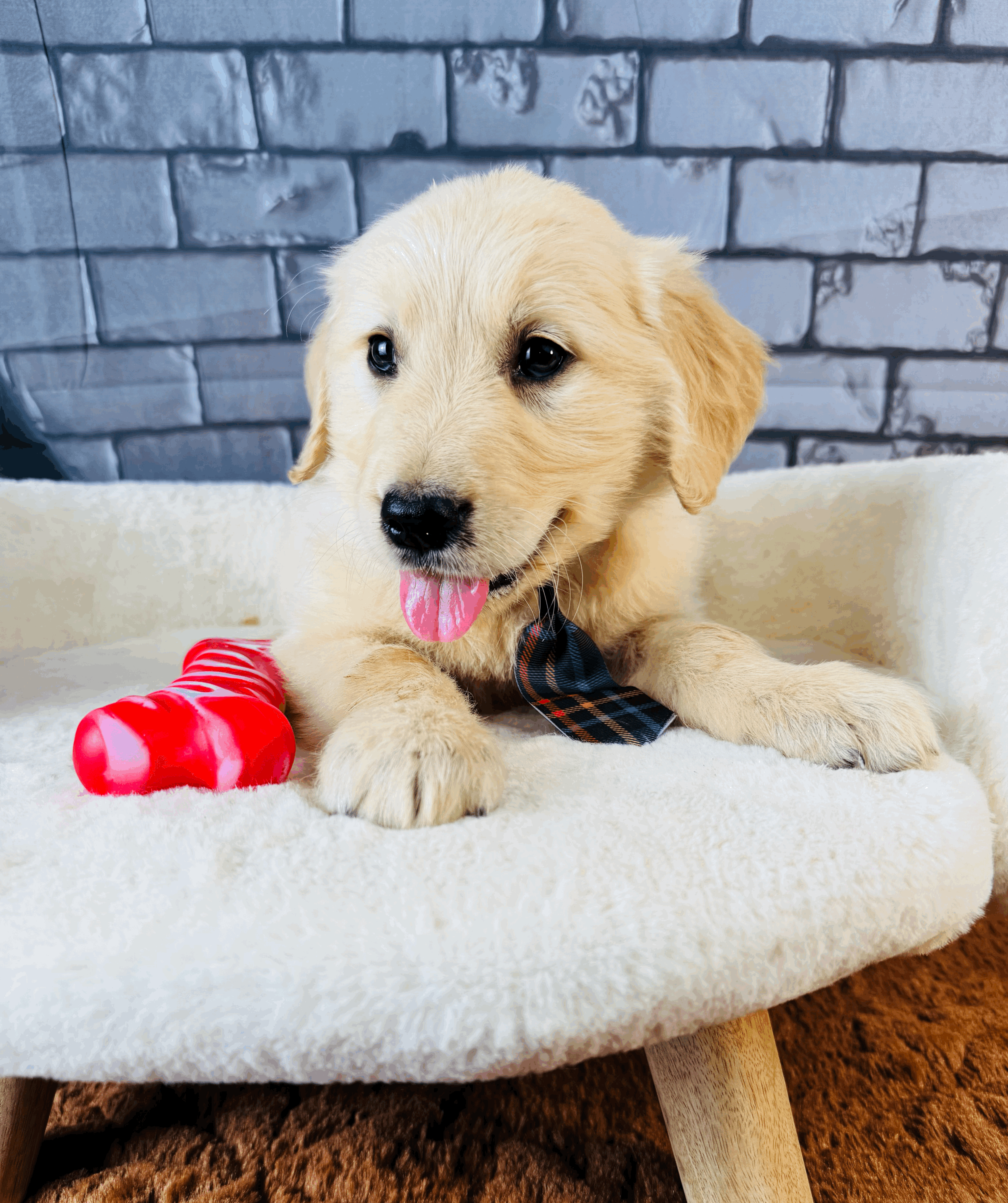 tempImagekIm6DQ.gif
