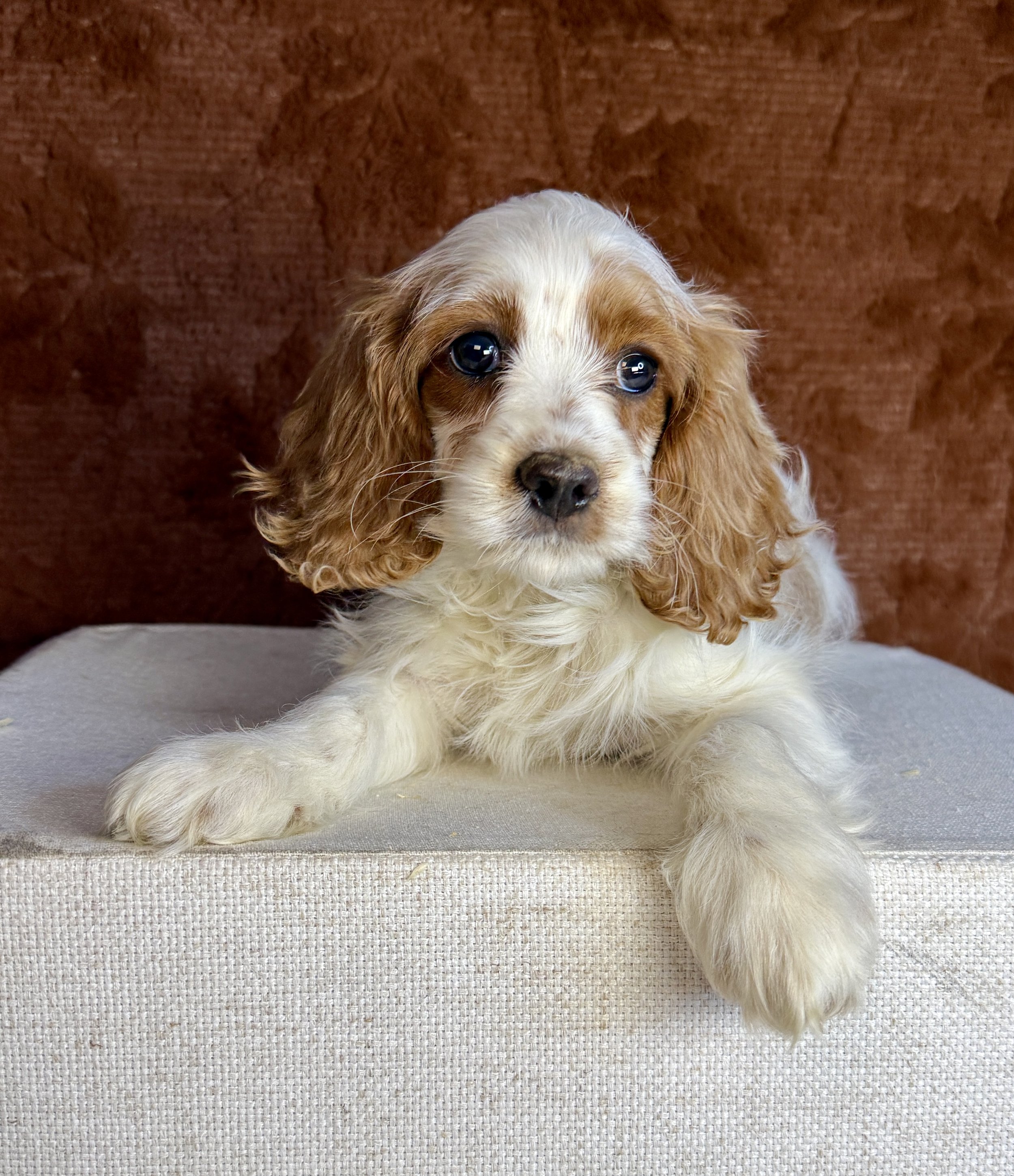 Princess- Cockapoo Female