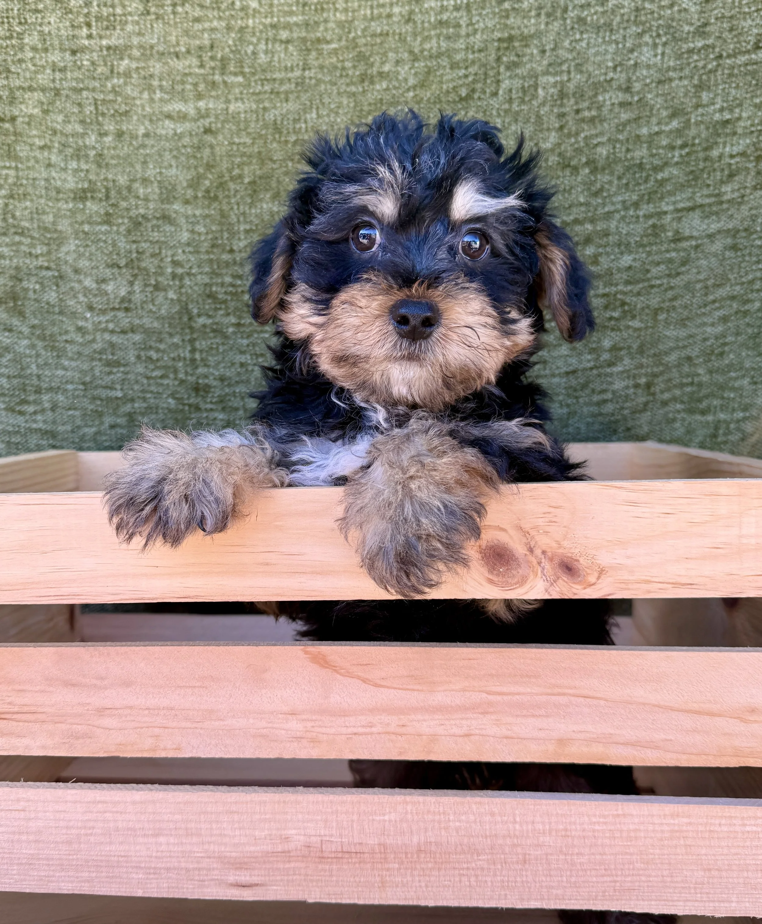 Bernie- Yorkie Male