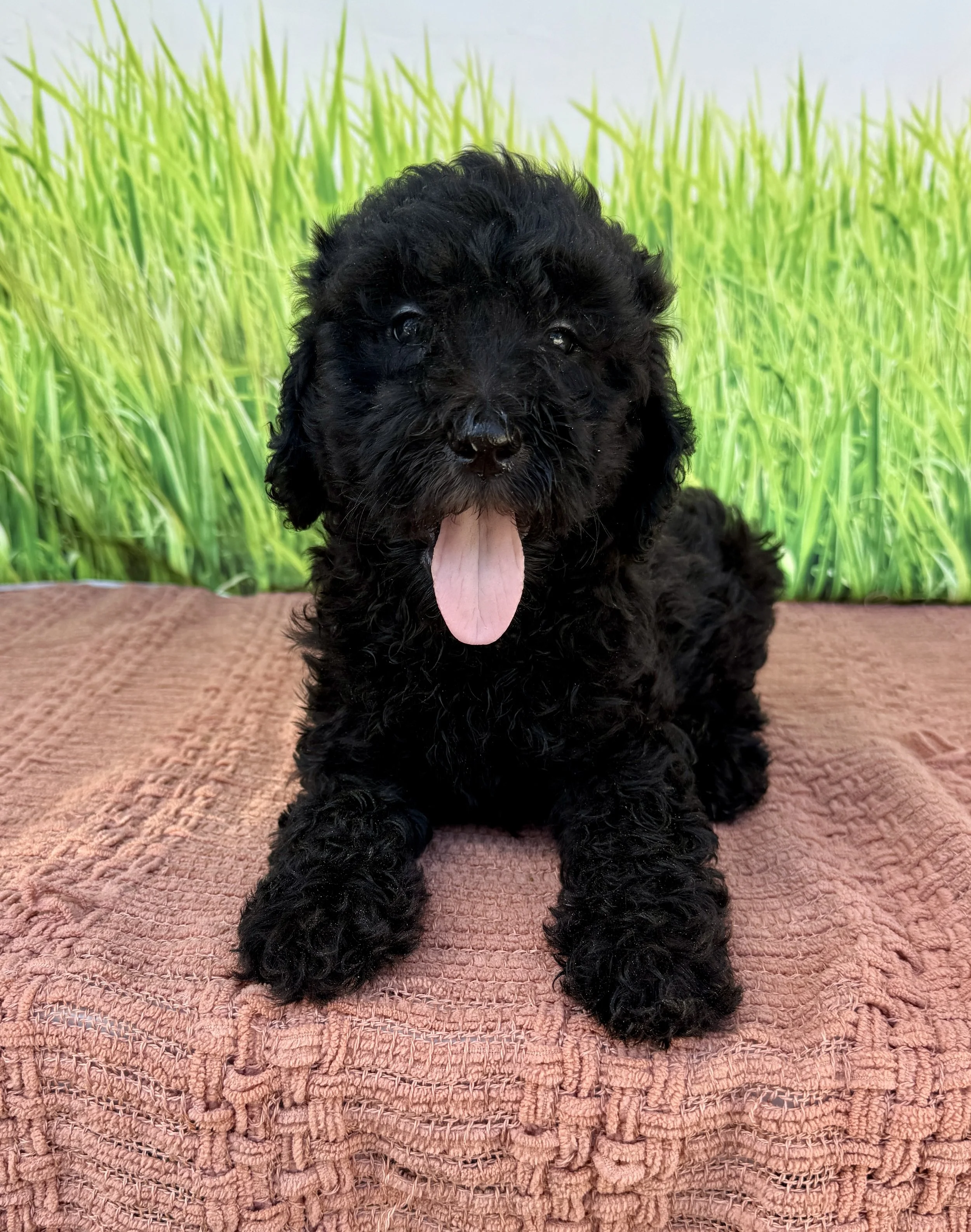 Delilah- Labradoodle Female- F1B
