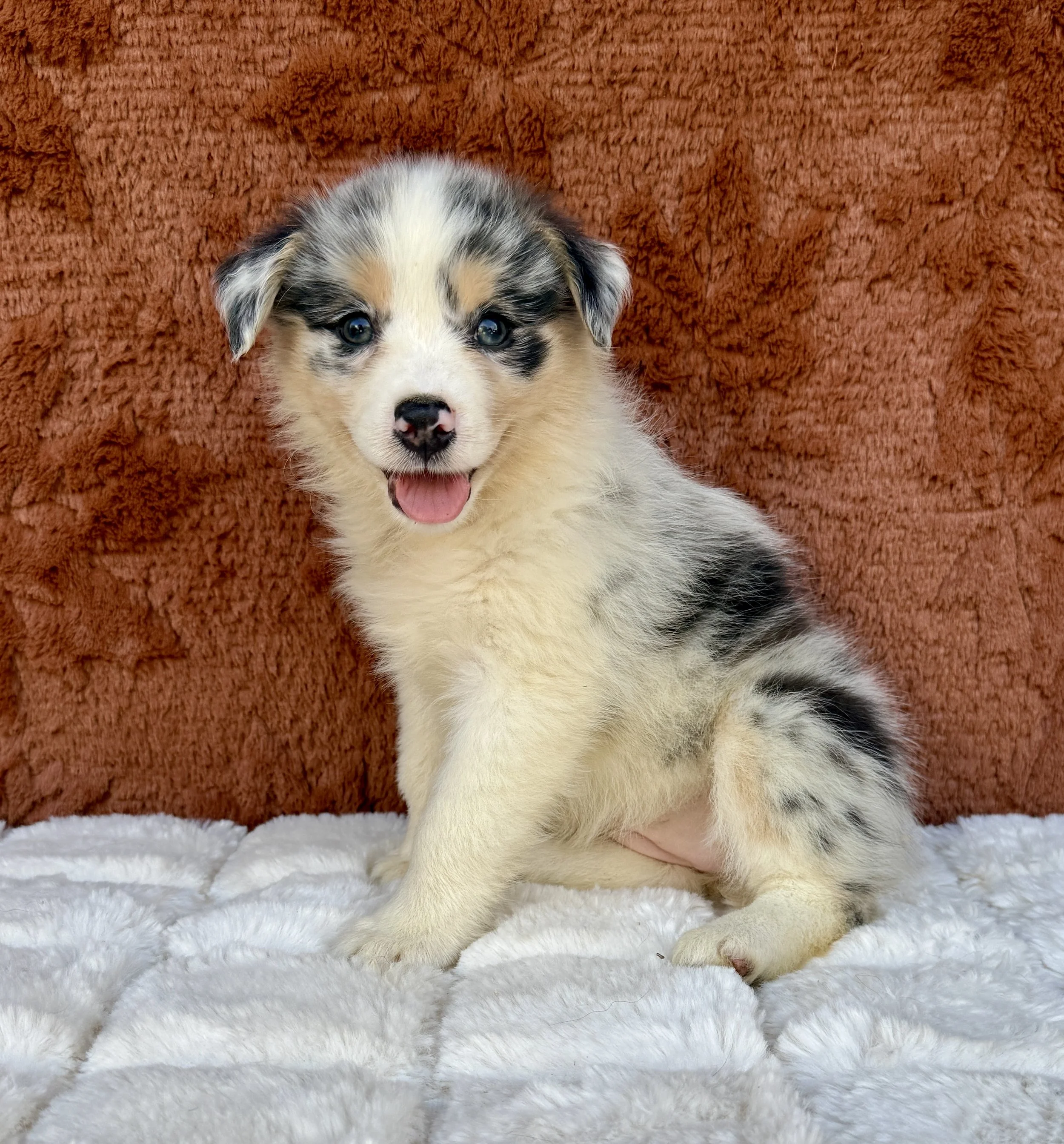 Paris- Australian Shepherd Female