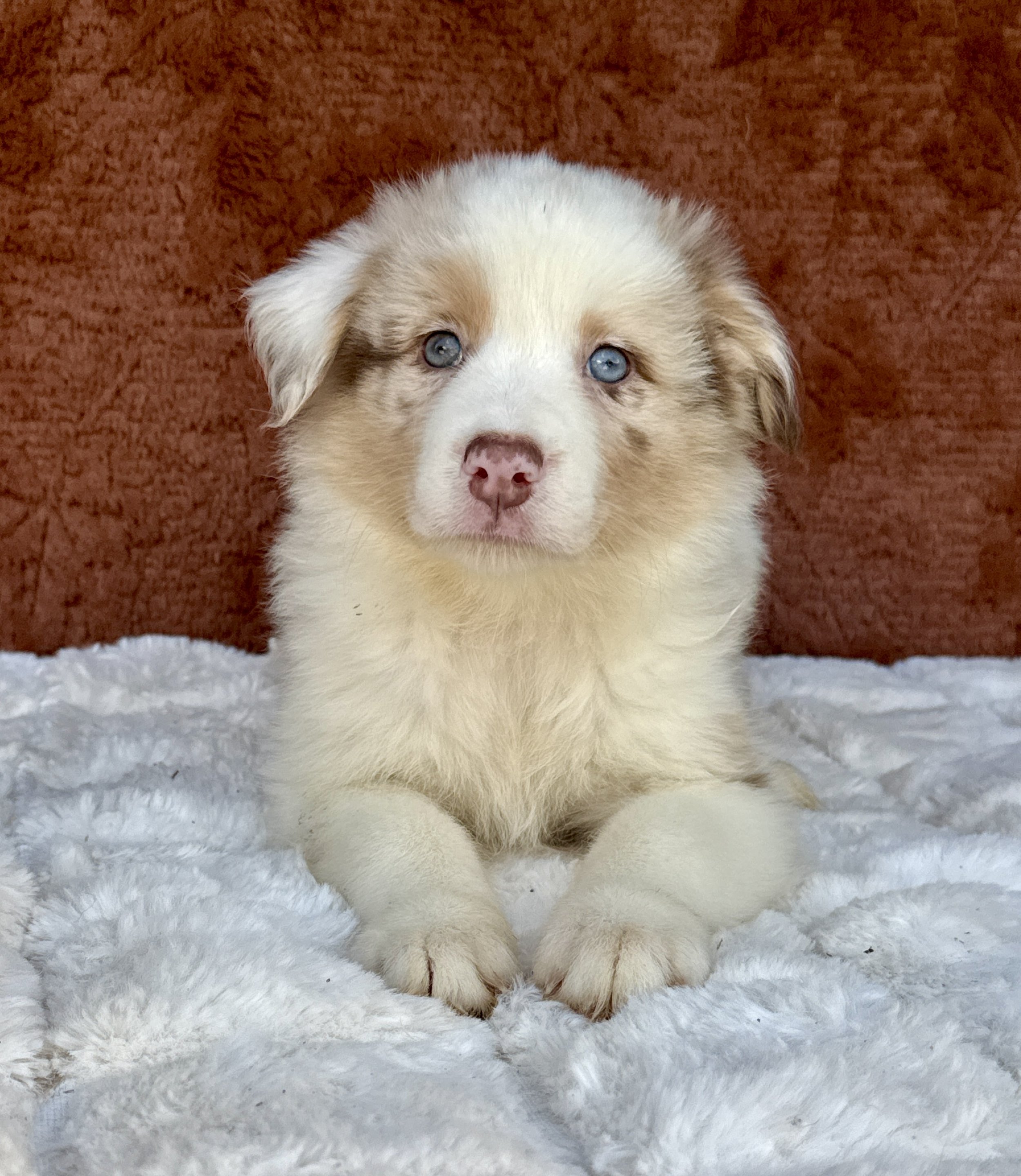 Lucy- Australian shepherd Female