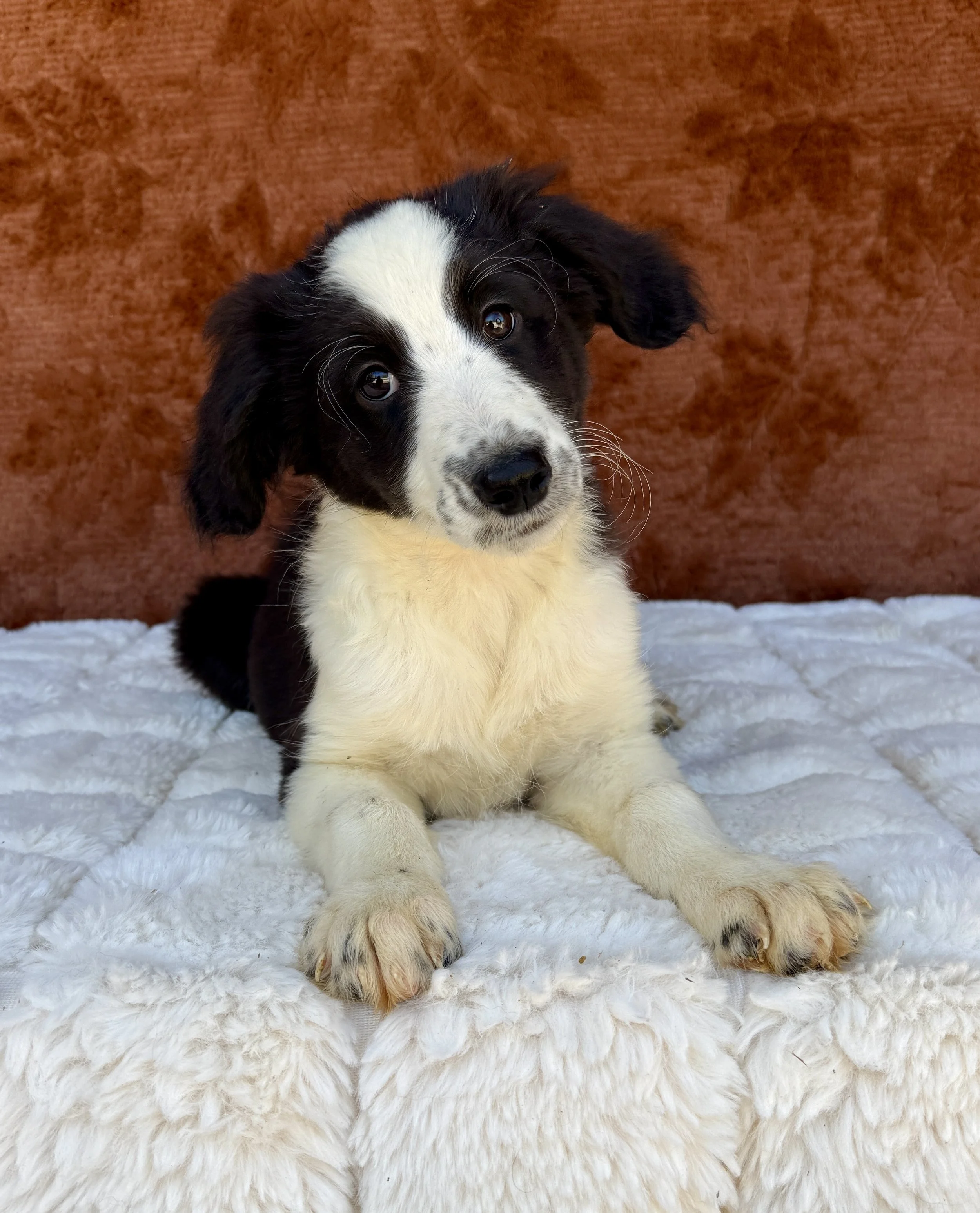 Stella- F1 Aussiedoodle Female