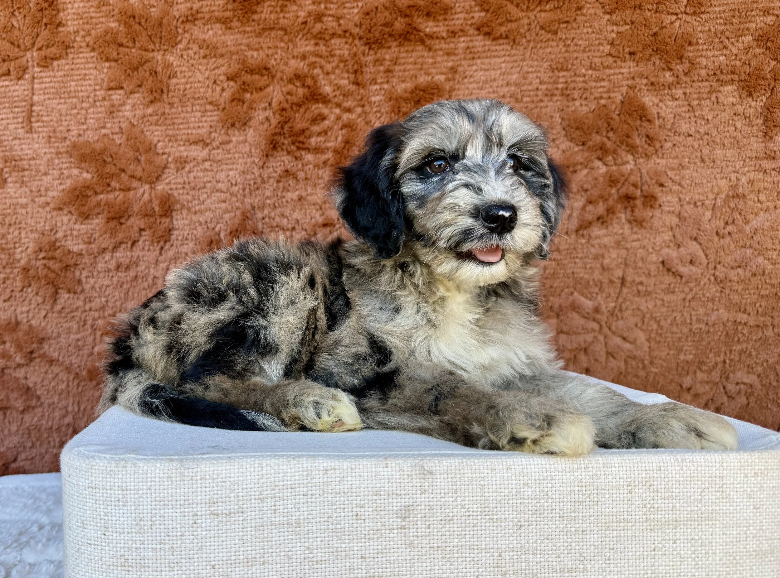 Lady- F1 Aussiedoodle Female