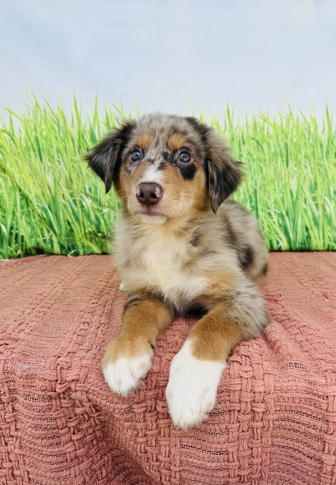 Luke- Australian Shepherd Male