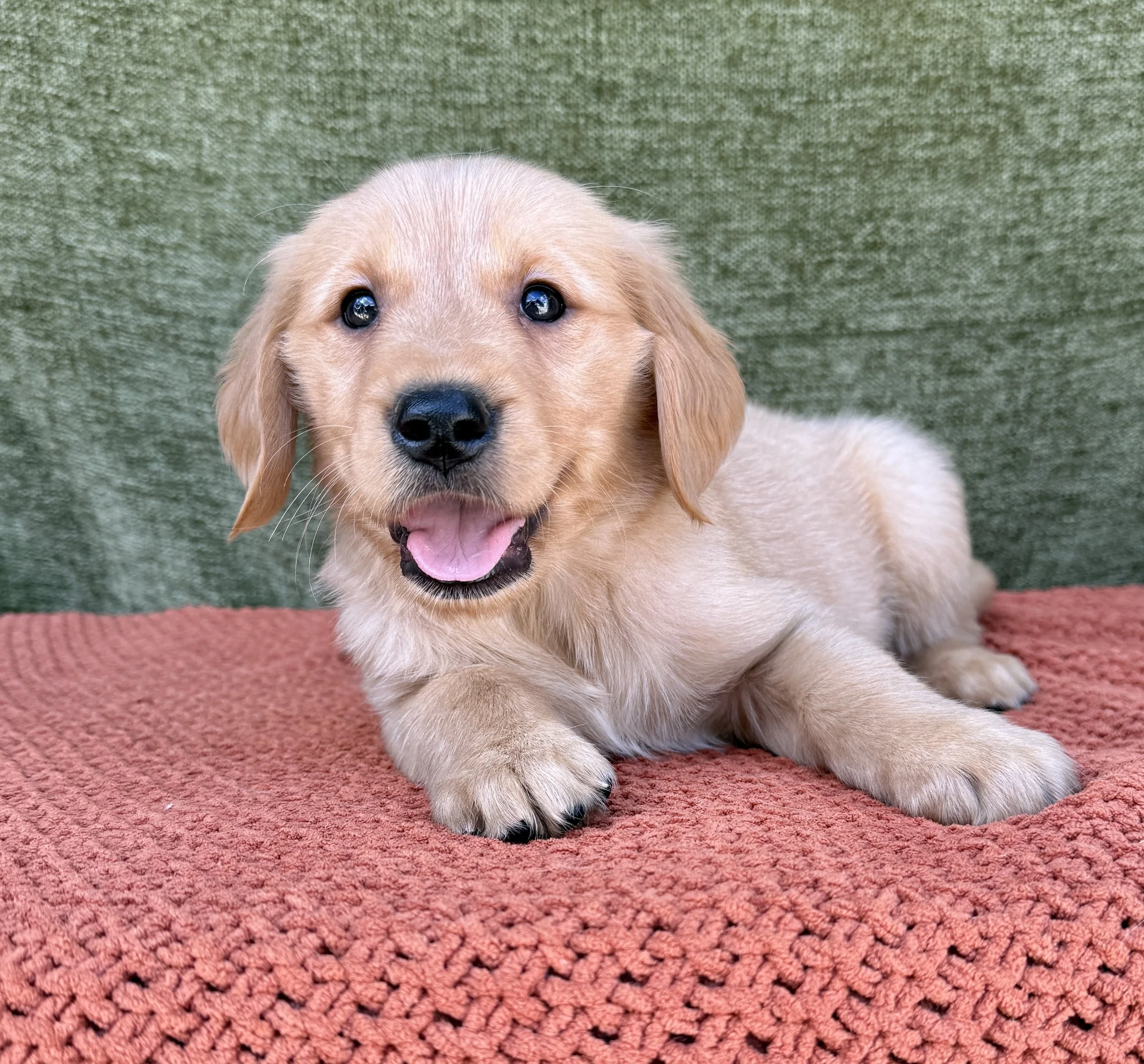 Daisy- Golden Retriever Female