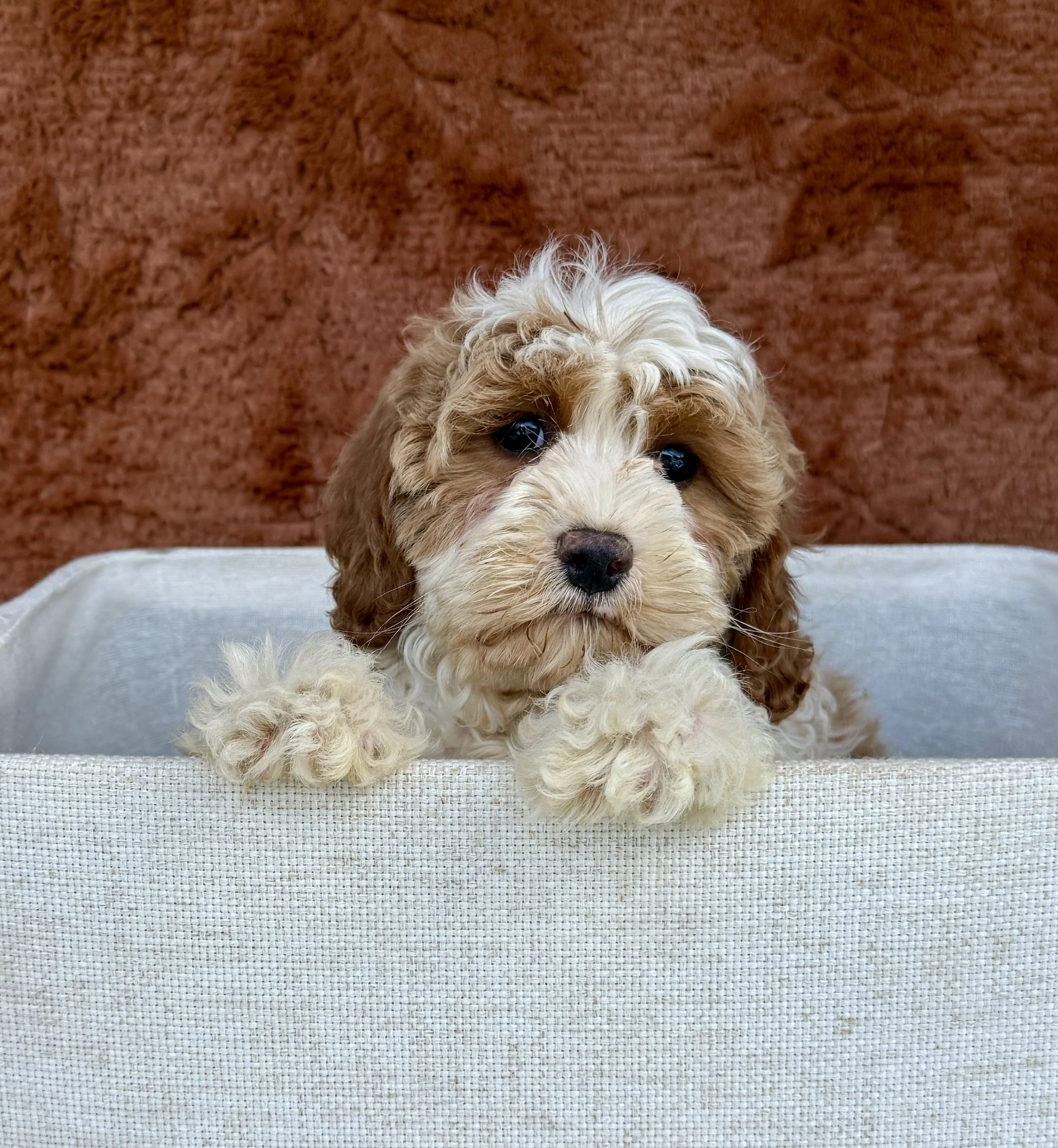 Macey- Mini Goldendoodle Female