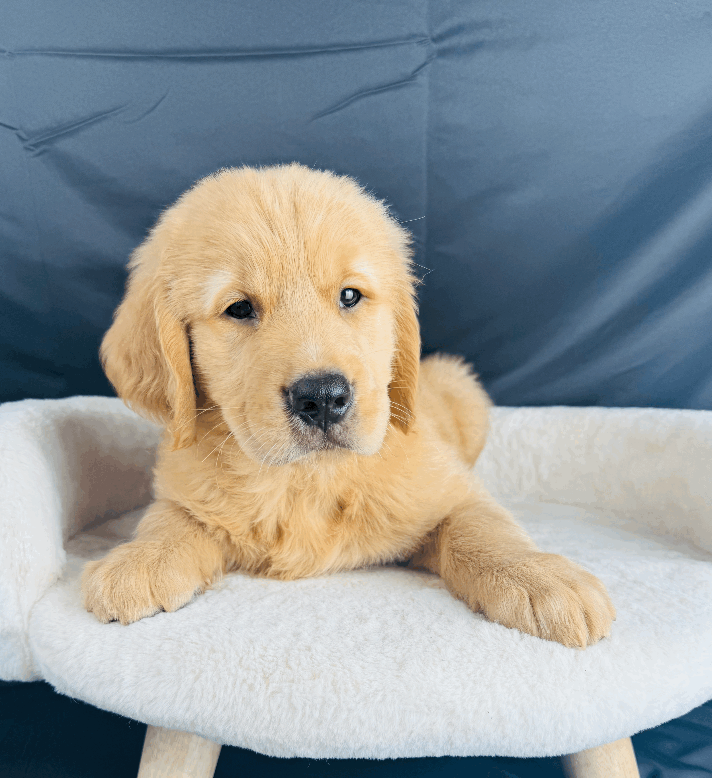 tempImagebhl8lO.gif