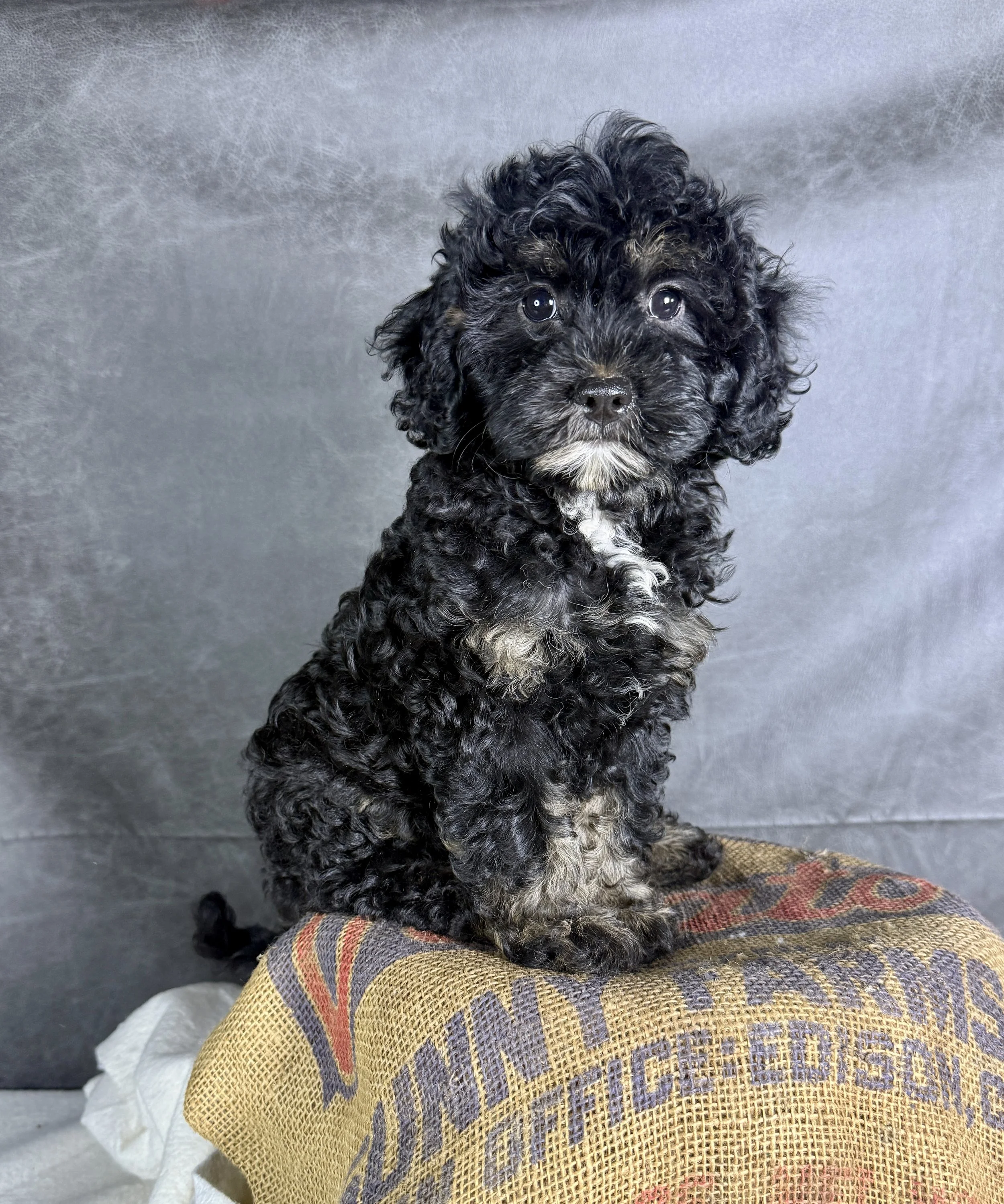 Bailey-Cavapoo Female