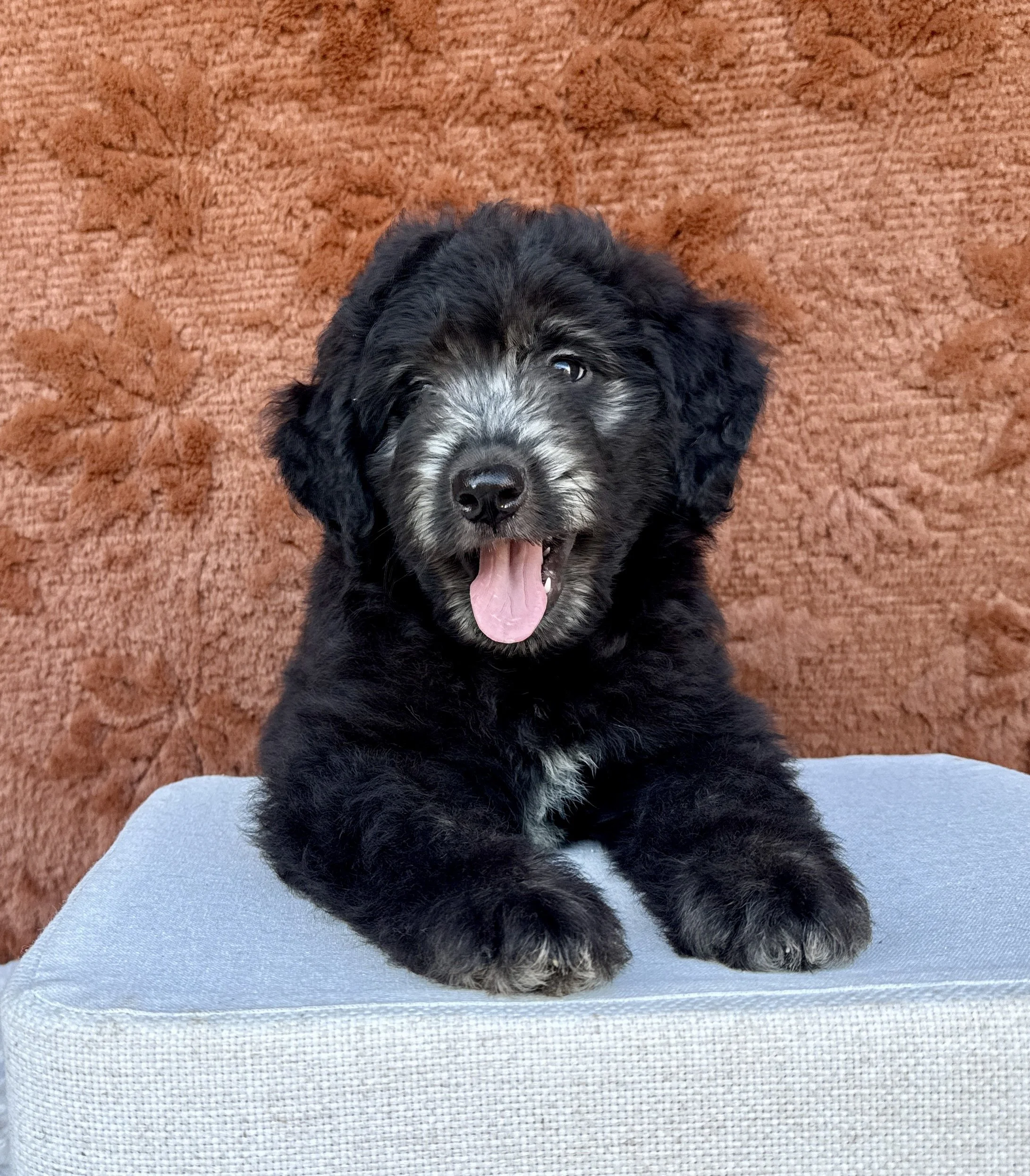 Matthew- F1 Aussiedoodle Male