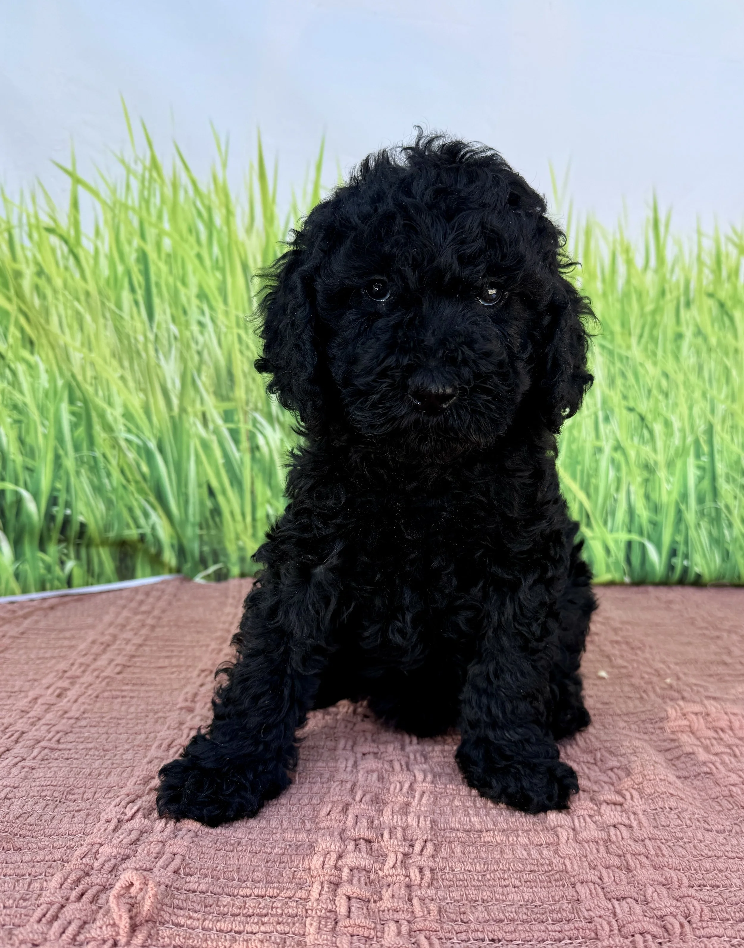 Dylan- Labradoodle Male- F1B