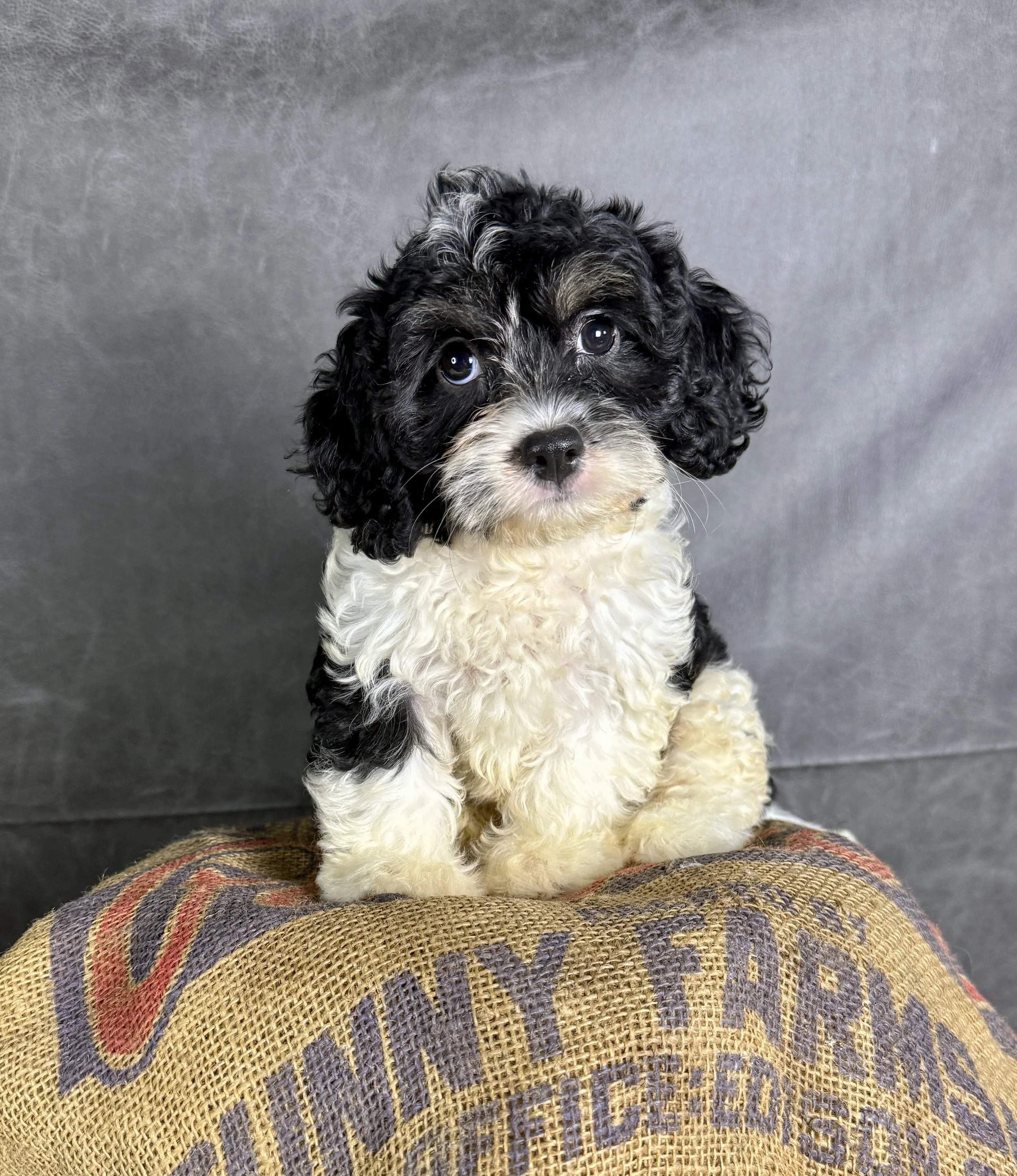 London-Cavapoo Female