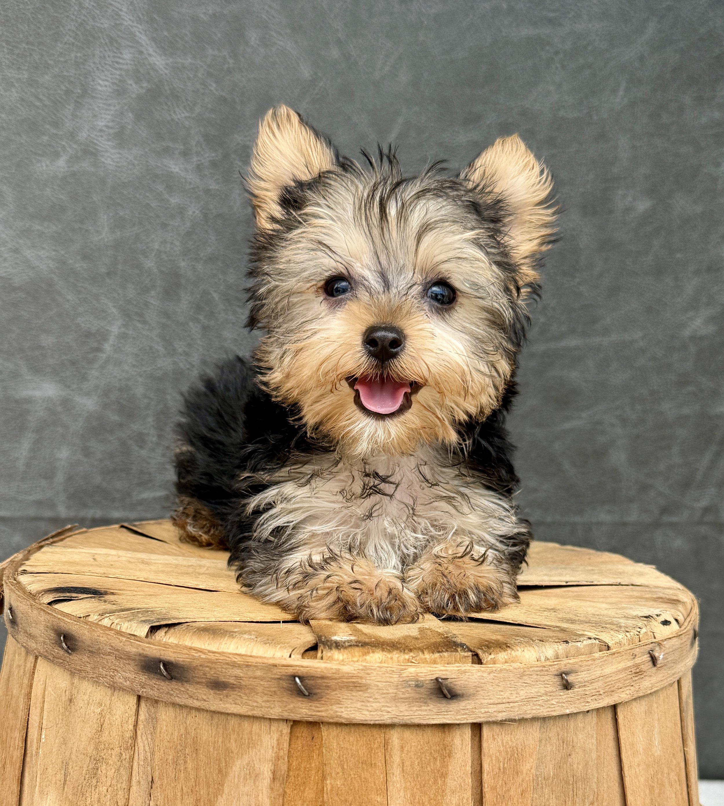 Stewie-Yorkie Male