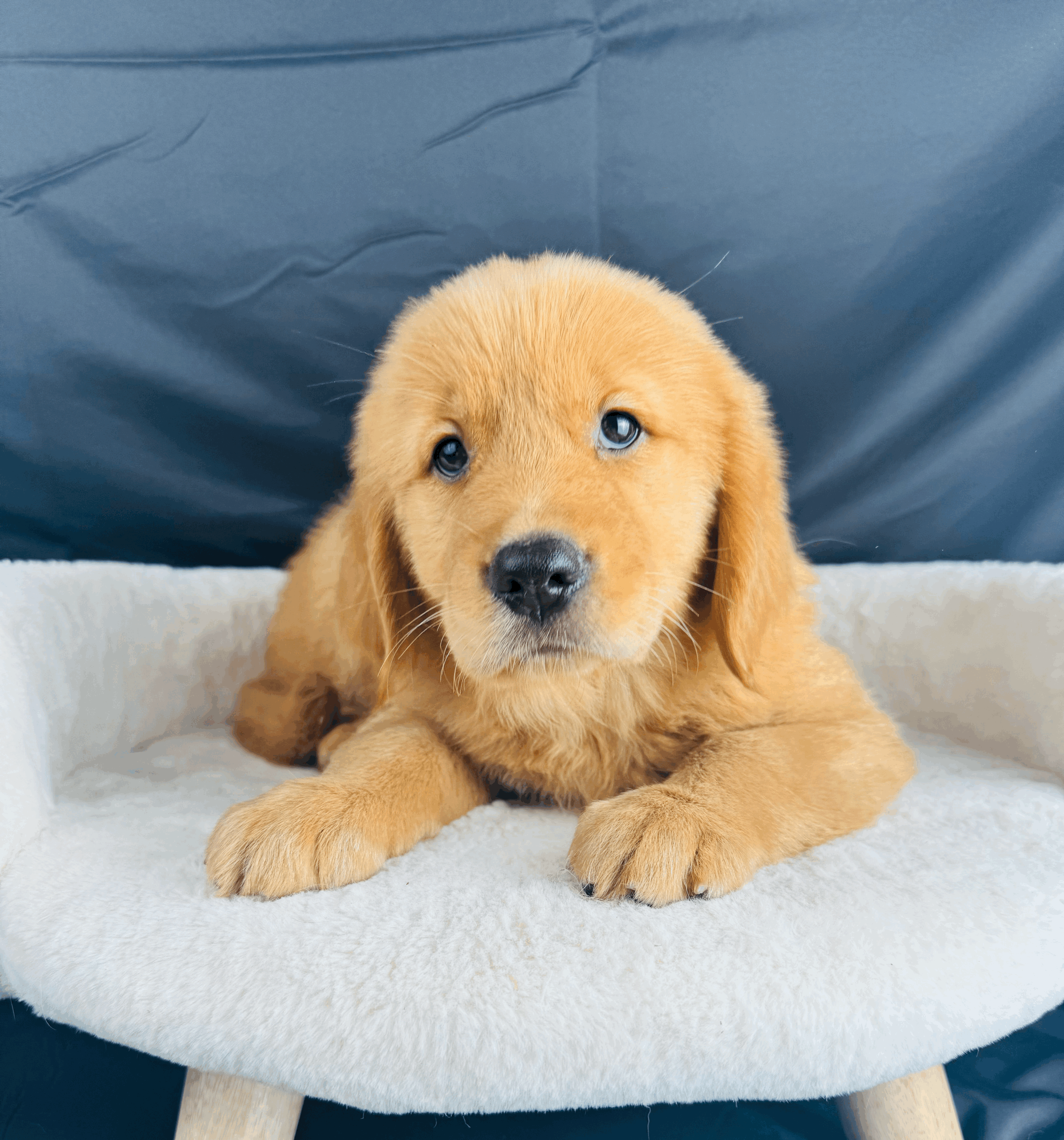 tempImageE1kEzG.gif