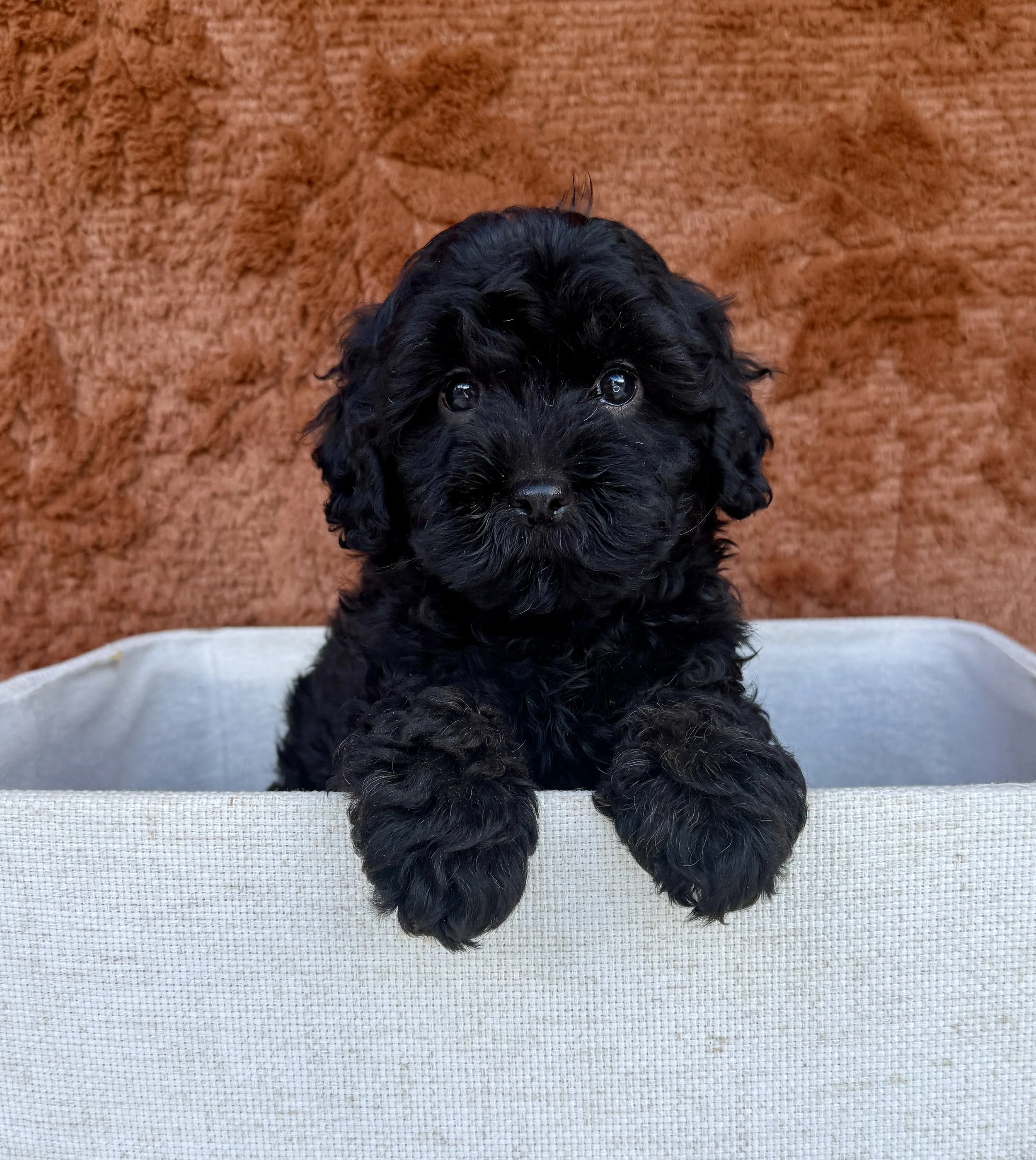 Mikey- Cavapoo Male