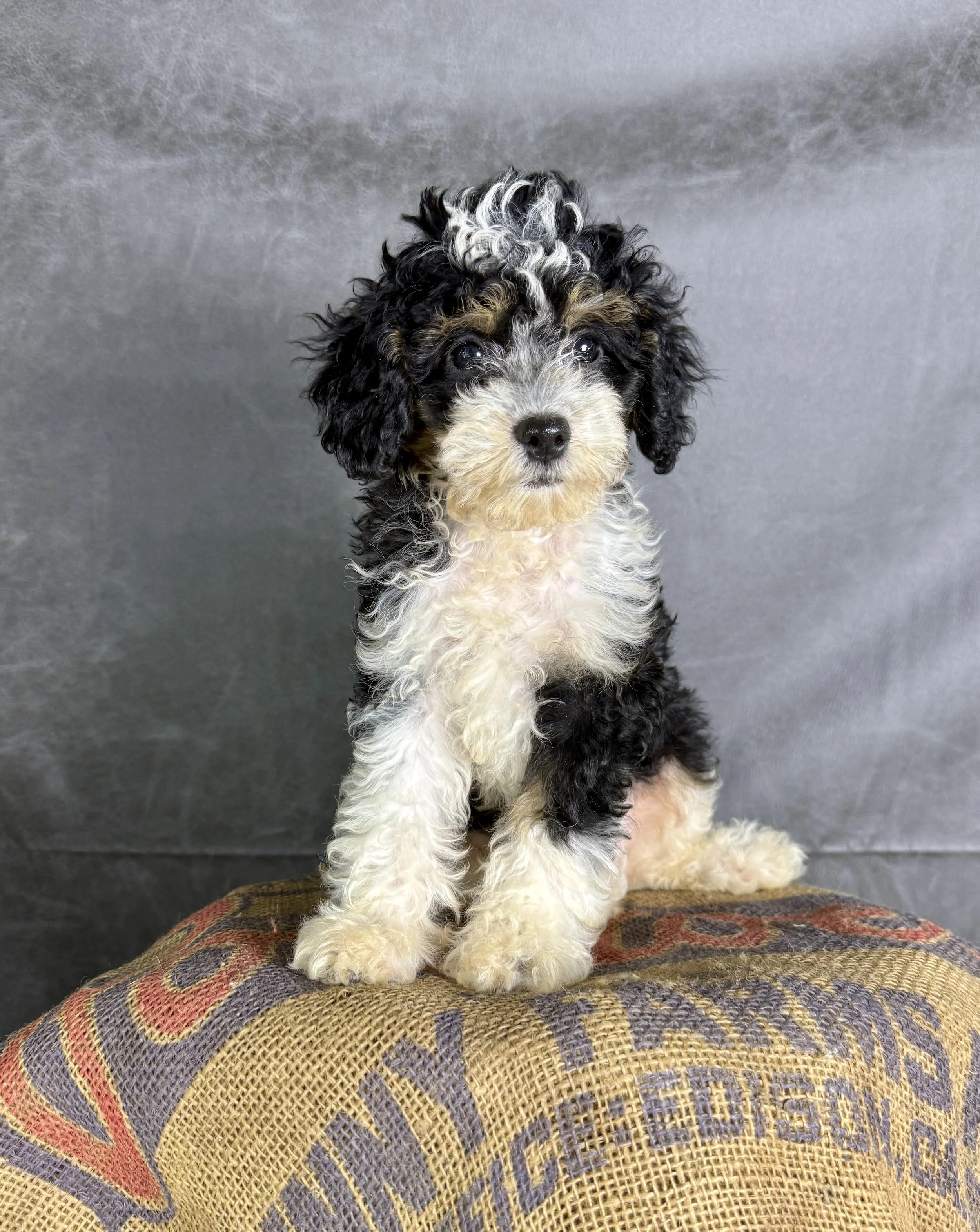 Bernie- Cavapoo Male