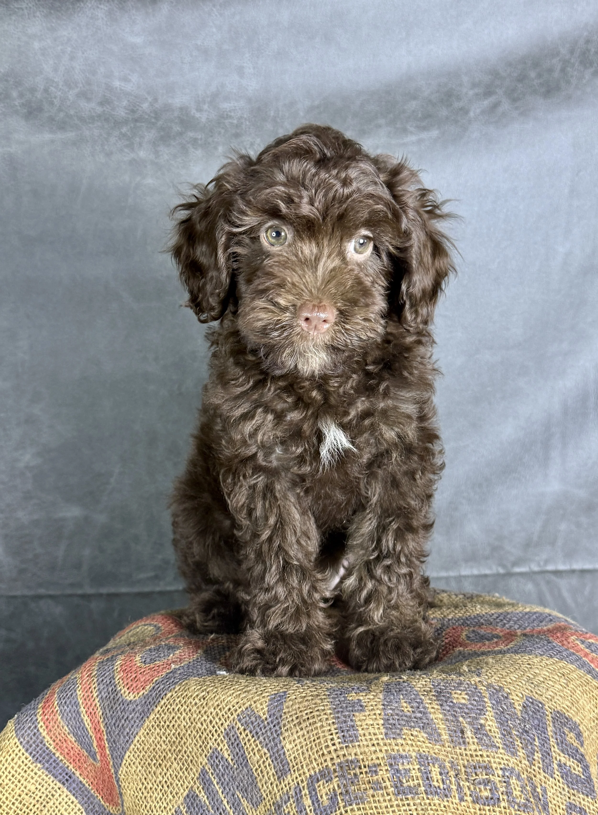 Hershey-Cavapoo Male