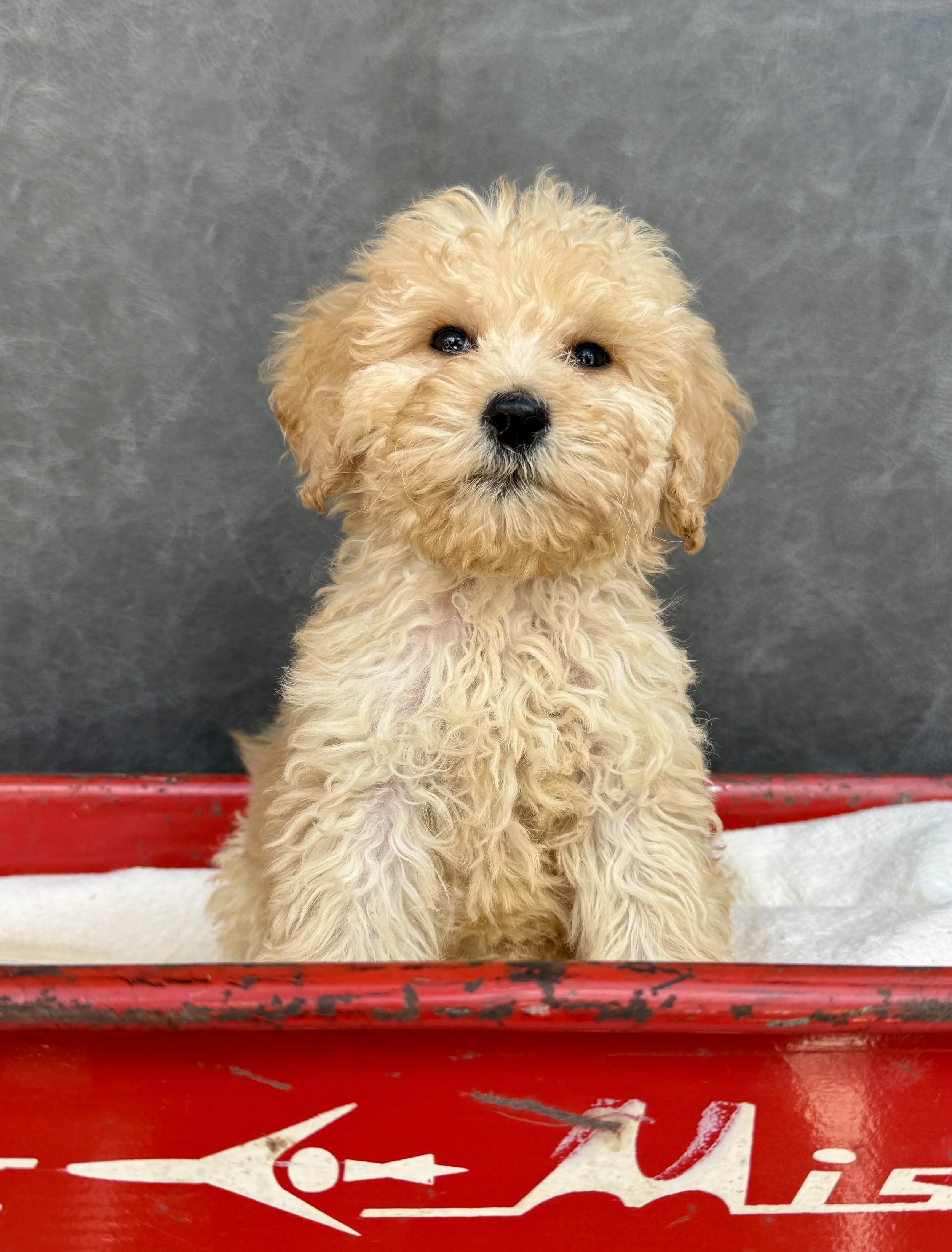 Baby-Goldendoodle-Female