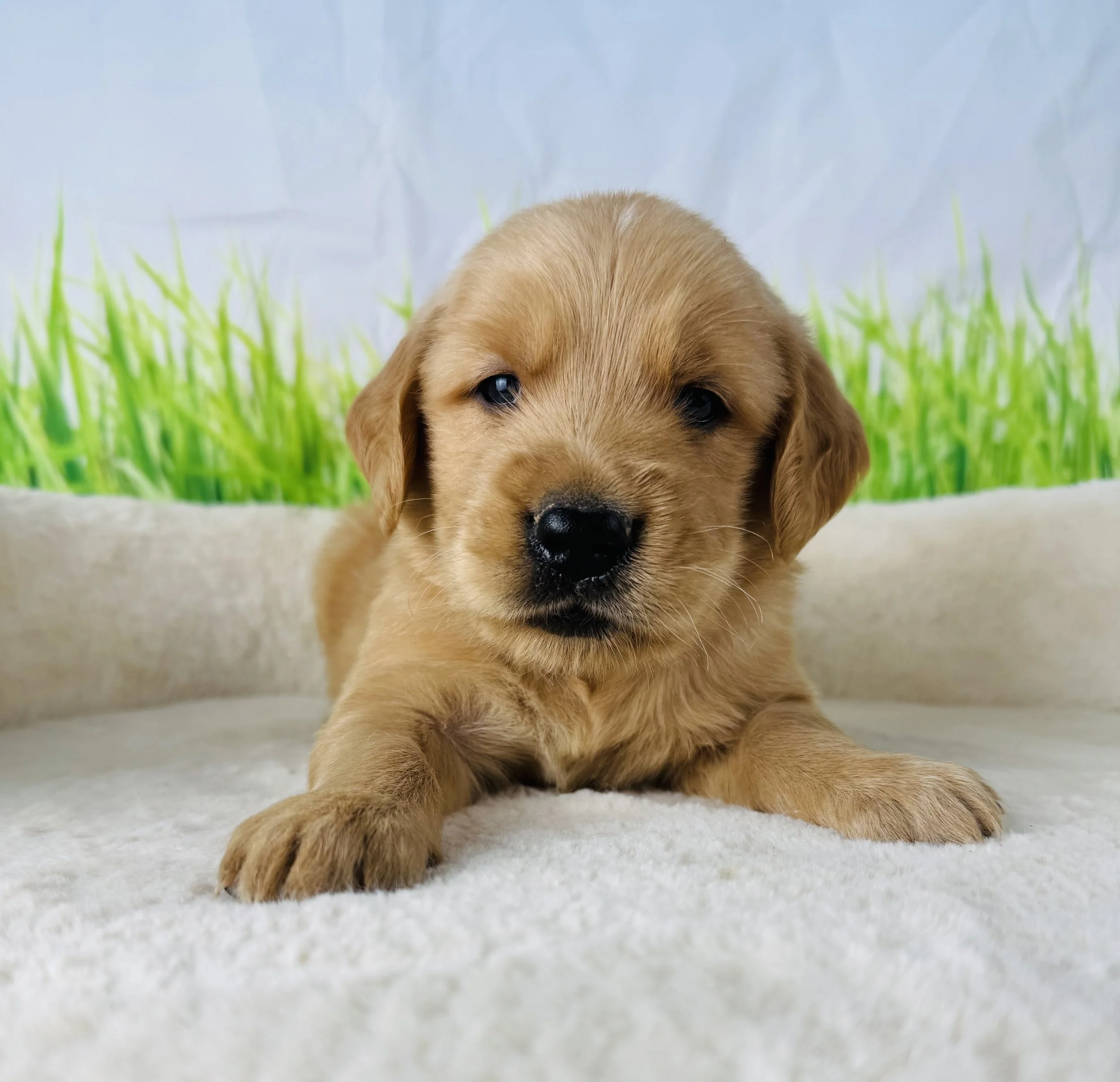 Picture of Image result for puppies eating worms and outside and dirt