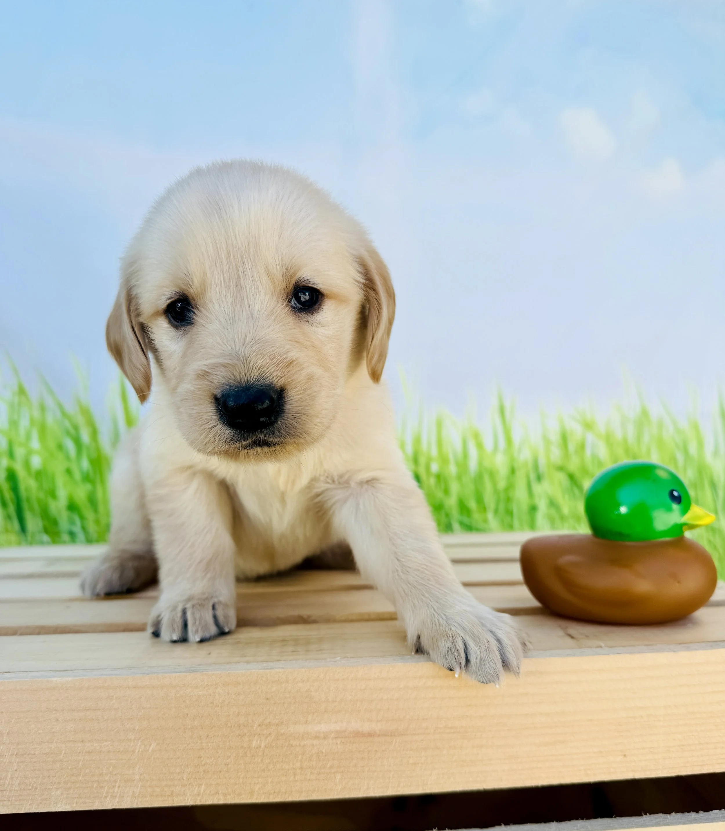 Bluey- Golden Retriever Male