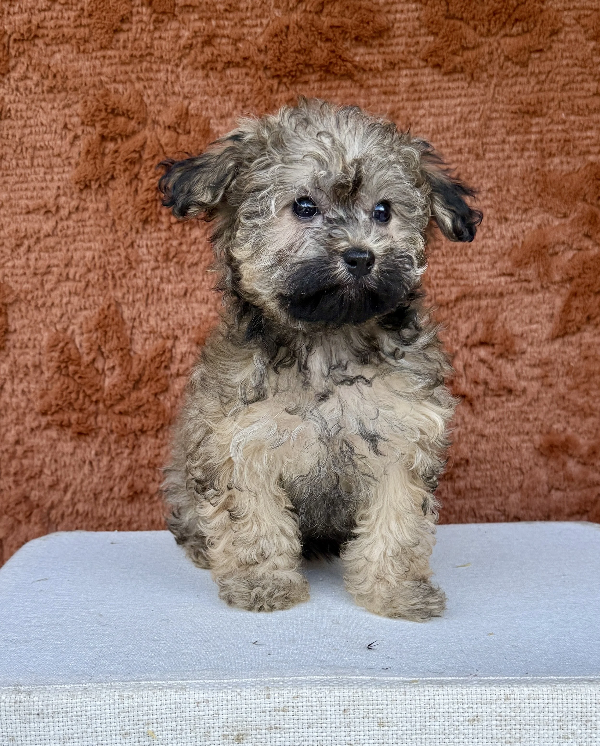 Marsha- Cavapoo Female