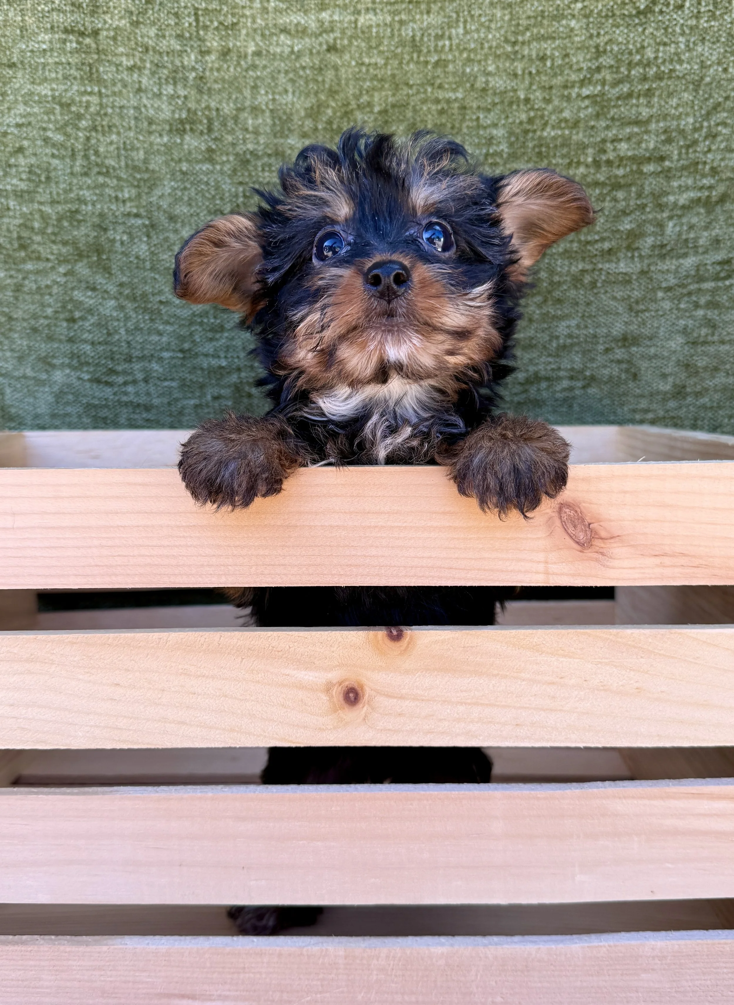 Baby- Yorkie Female